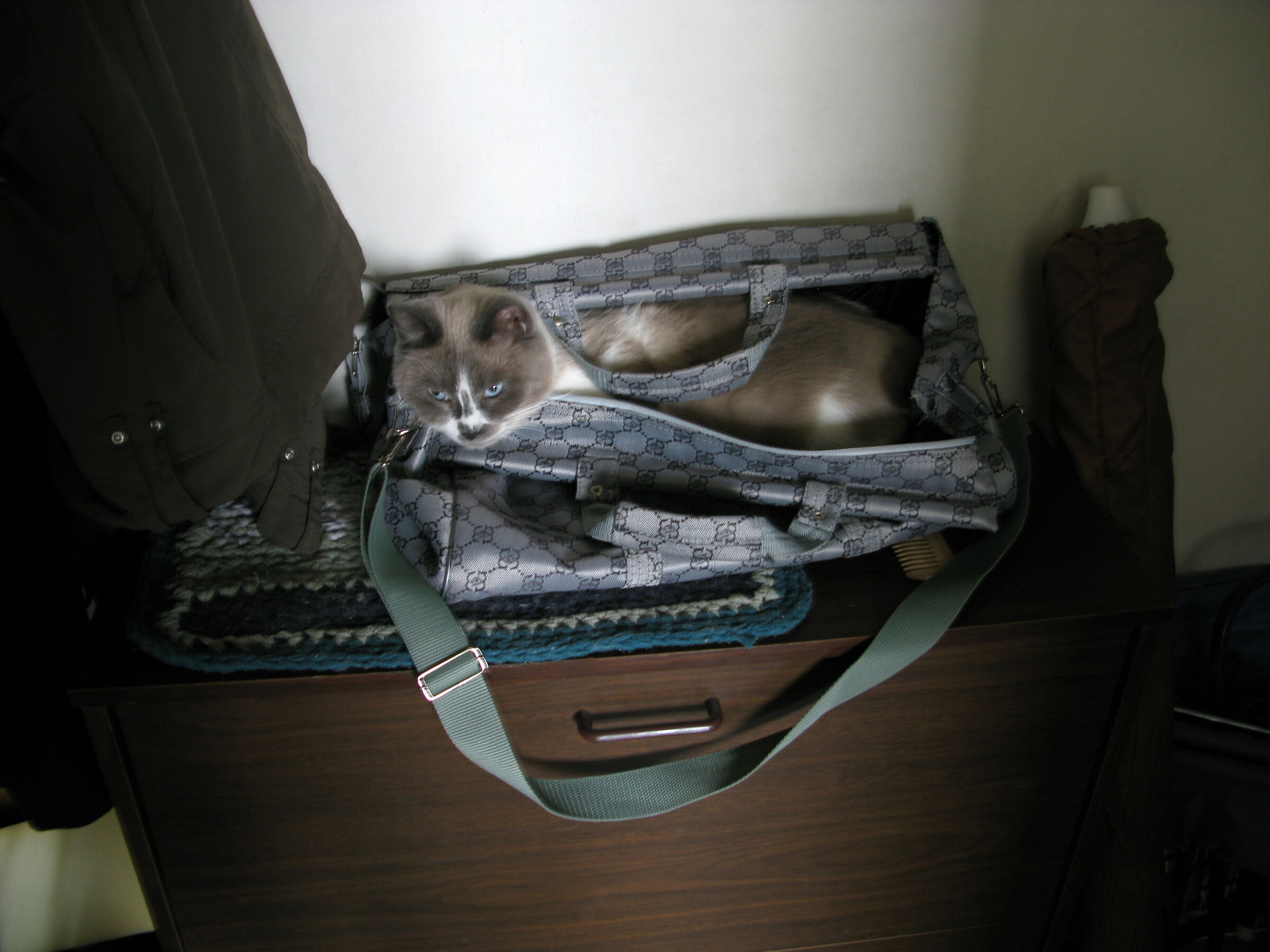 Timothy sta andando in viaggio