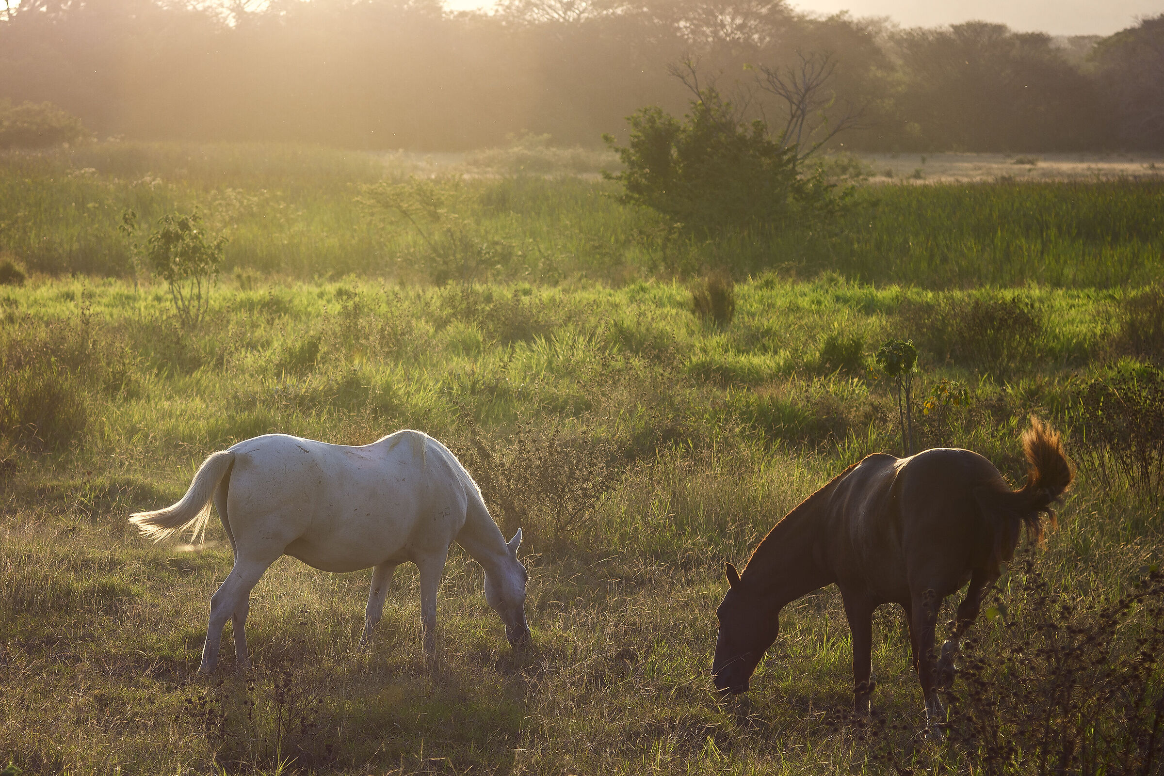 Cavallini al tramonto
