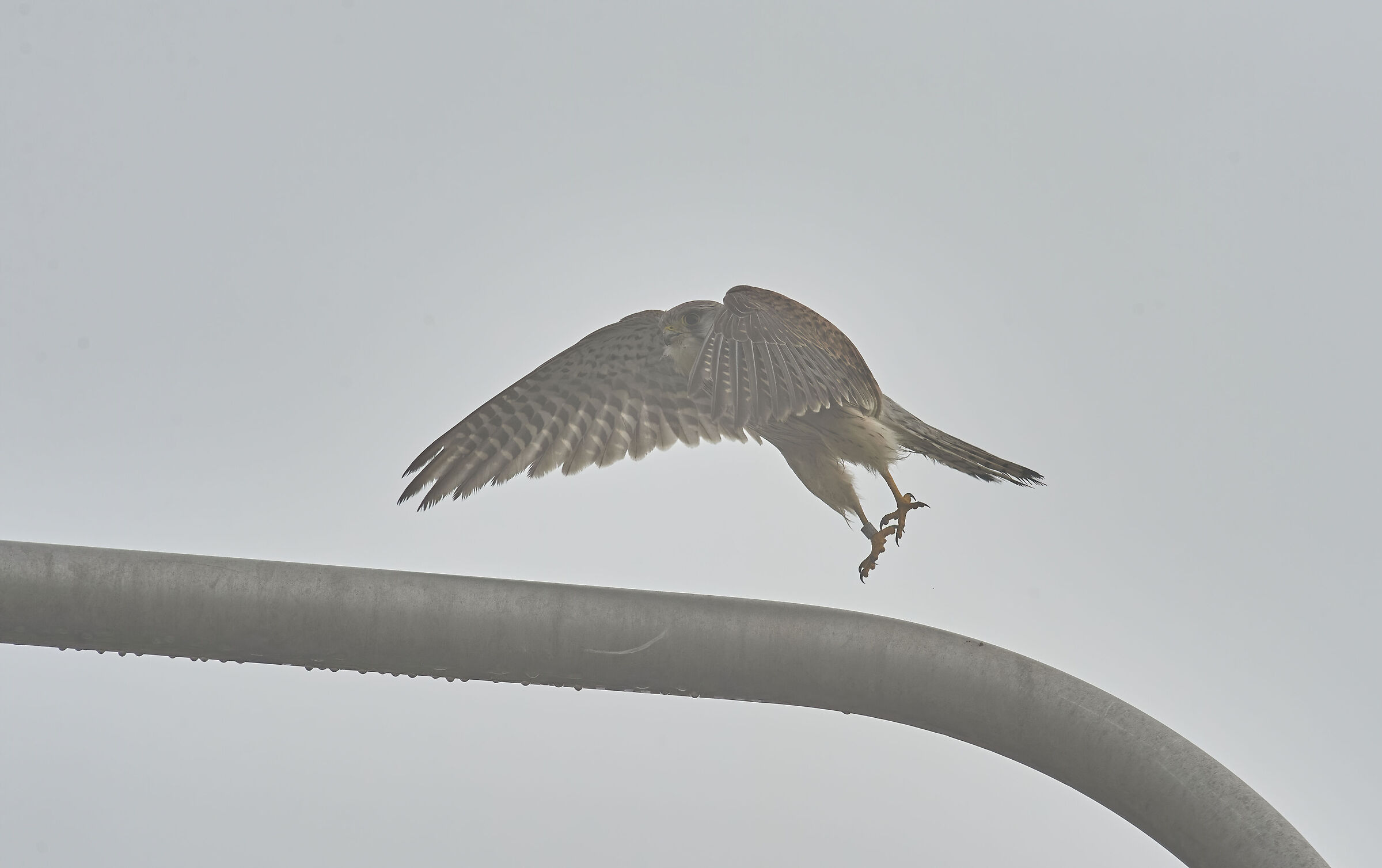 Gheppio europeo nella nebbia