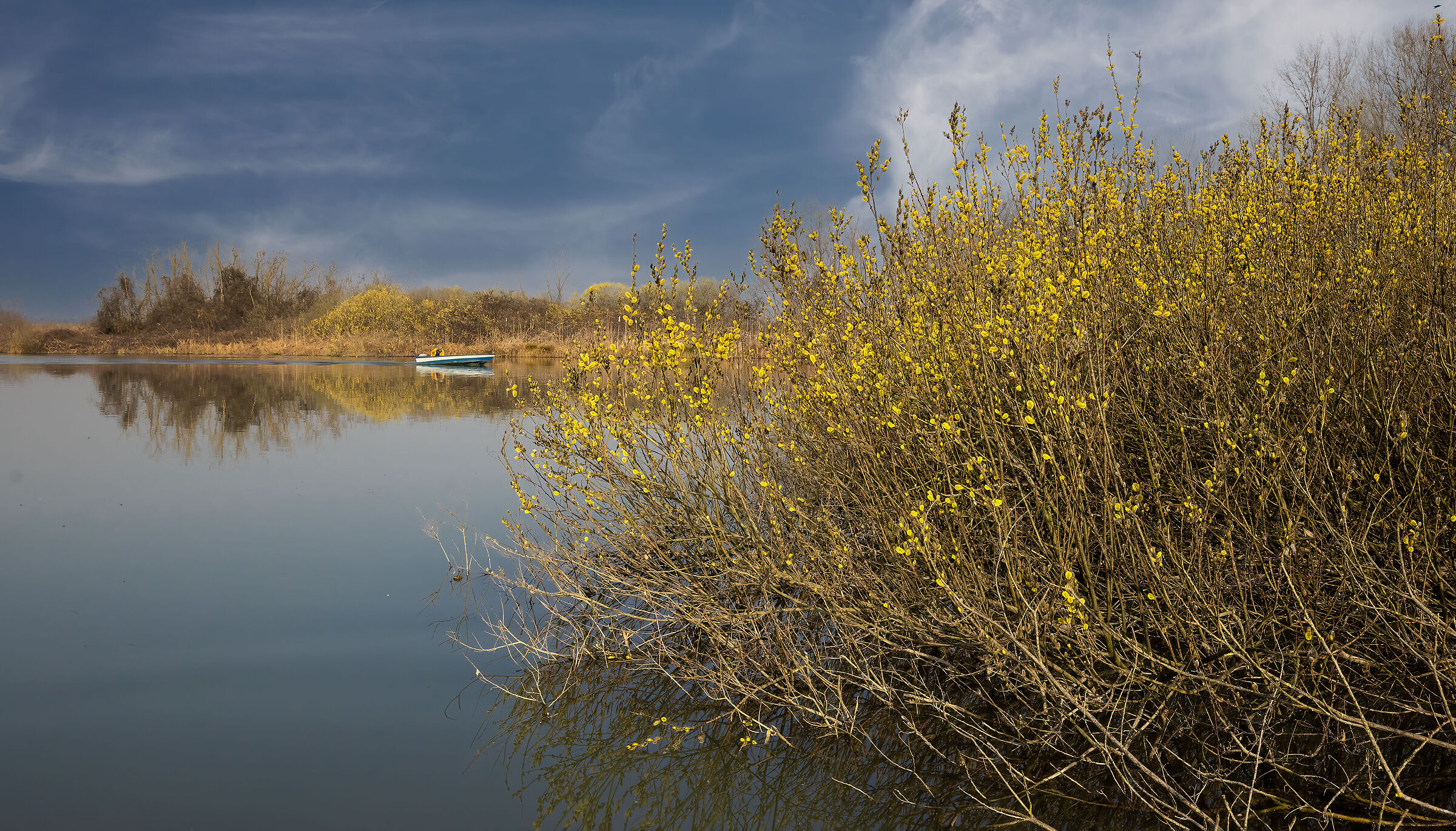 La prima fioritura del salice grigio (Salix cinerea)
