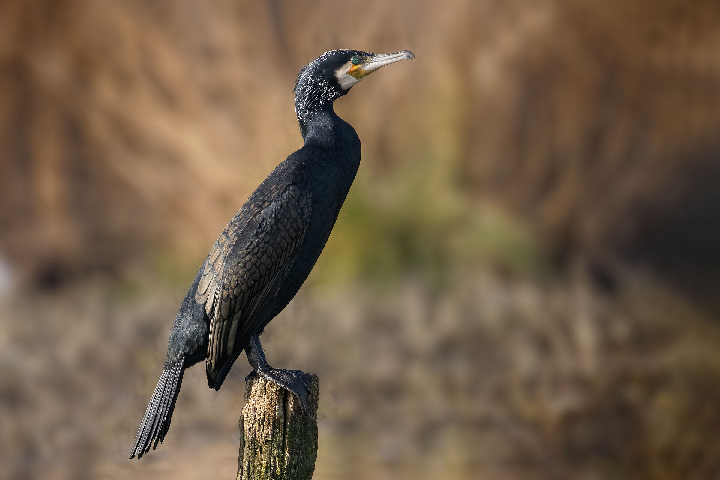 Cormorano - Lago Superiore di Mantova