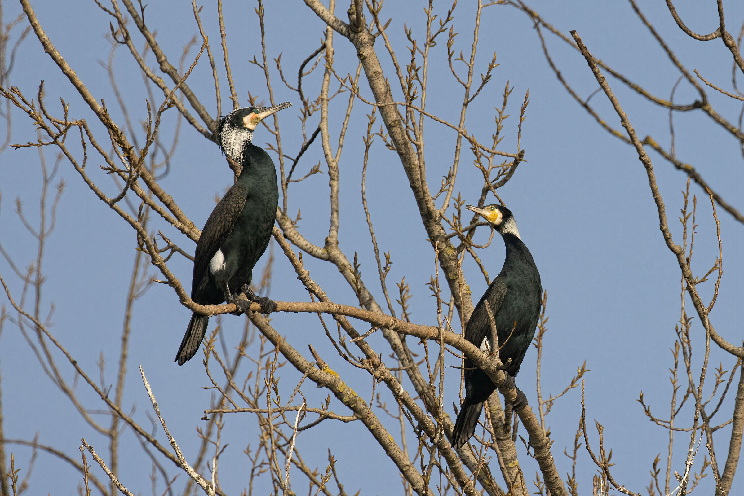 Incontri nel Parco del Mincio (mn)