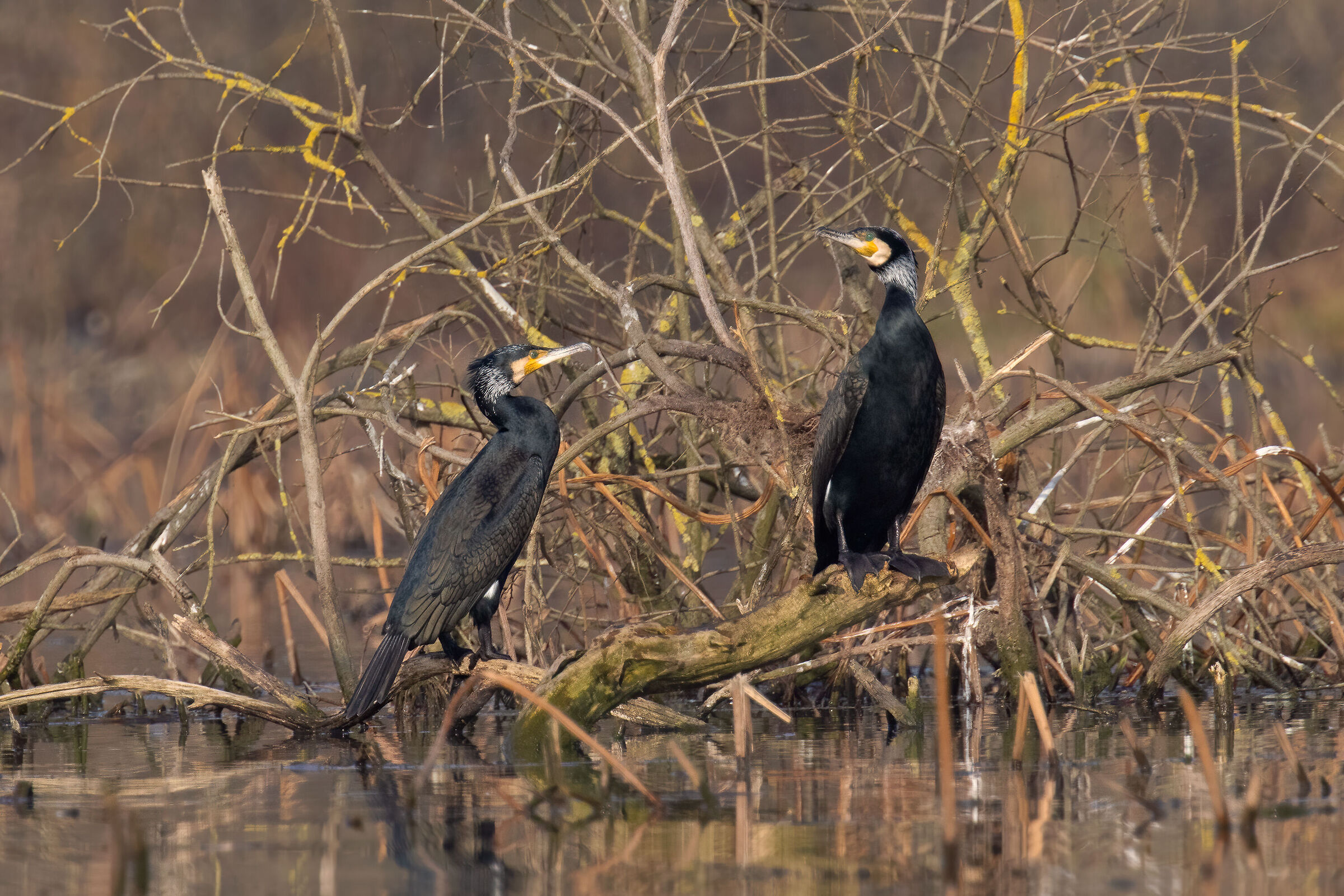Cormorani - Lago Superiore di Mantova