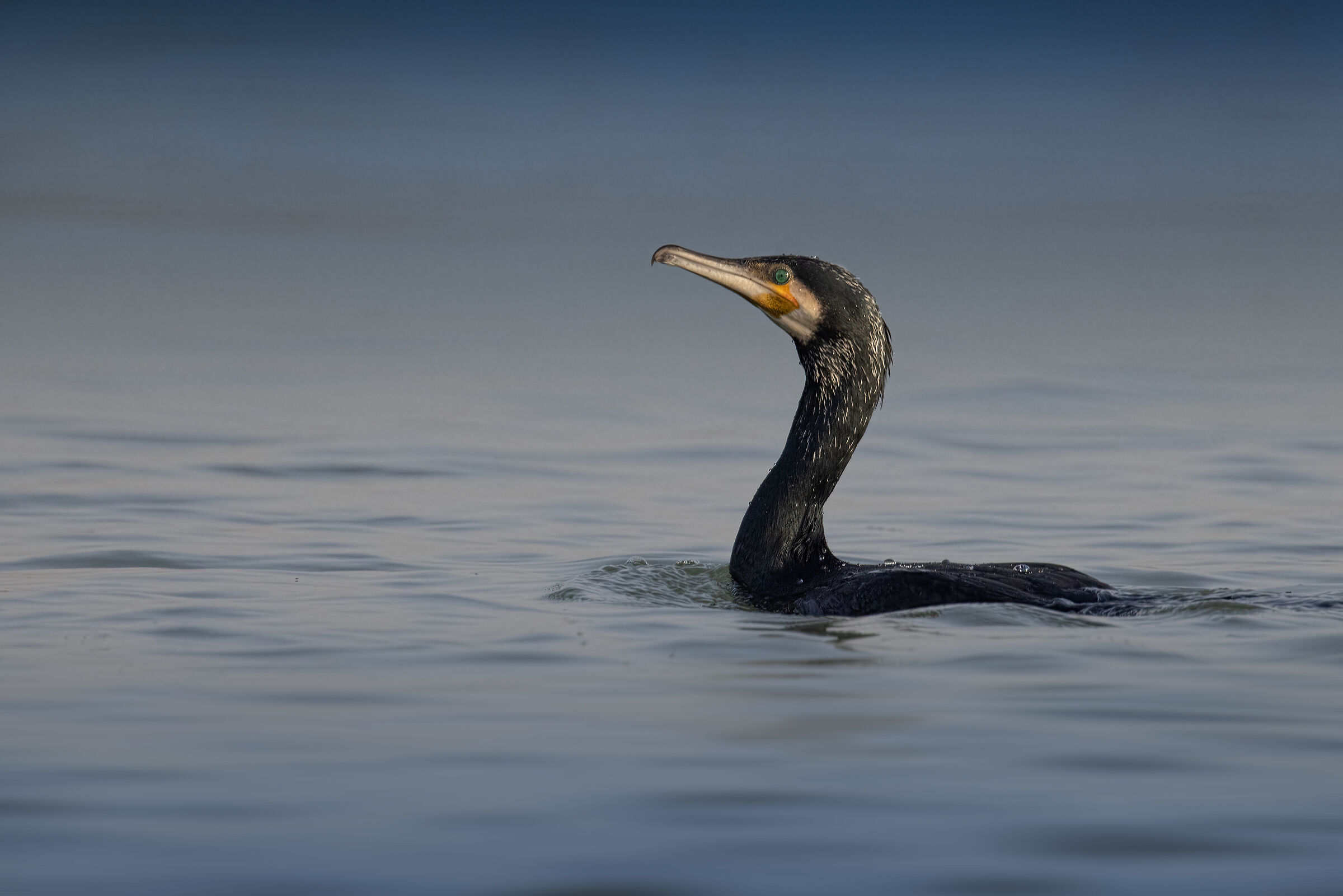 Cormorano - Lago Superiore di Mantova
