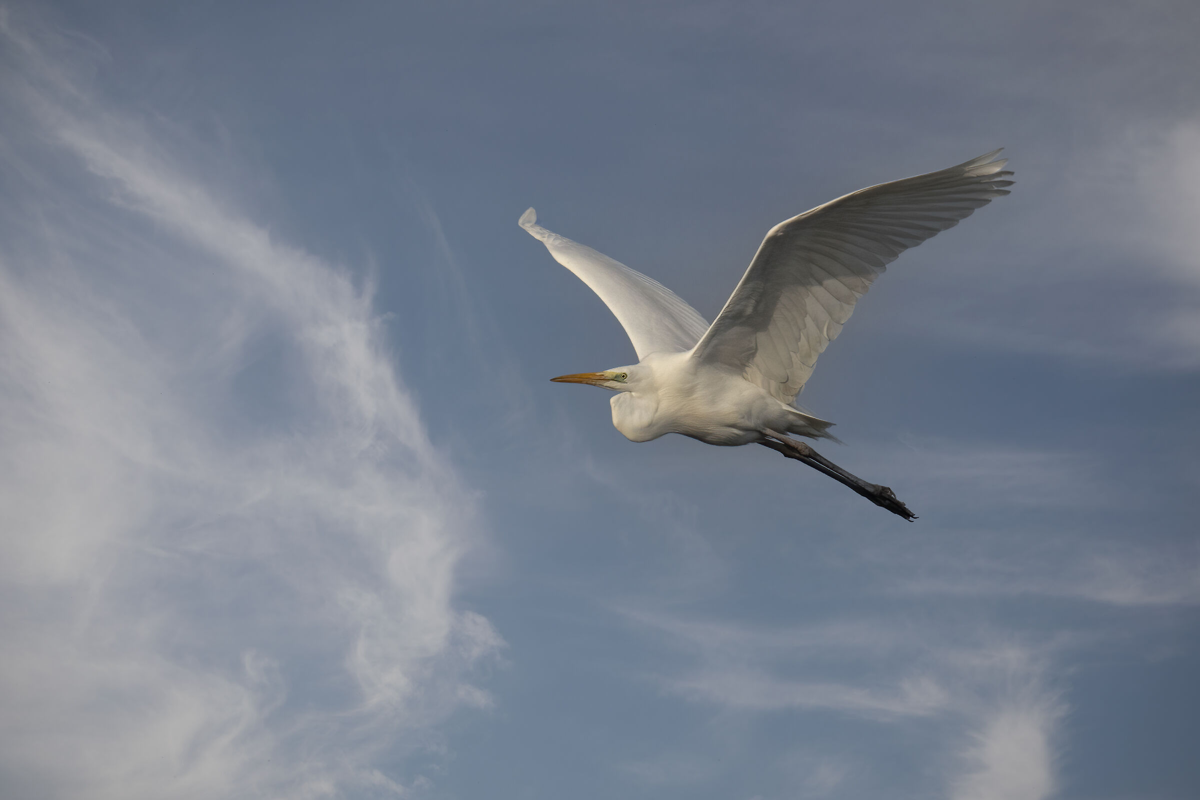 Airone bianco - Lago Superiore di Mantova