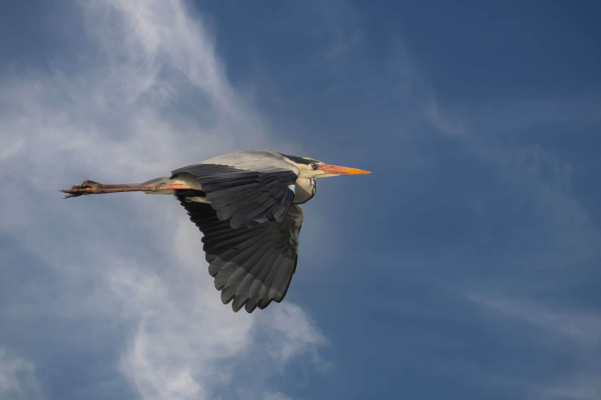 Airone cenerino - Lago Superiore di Mantova