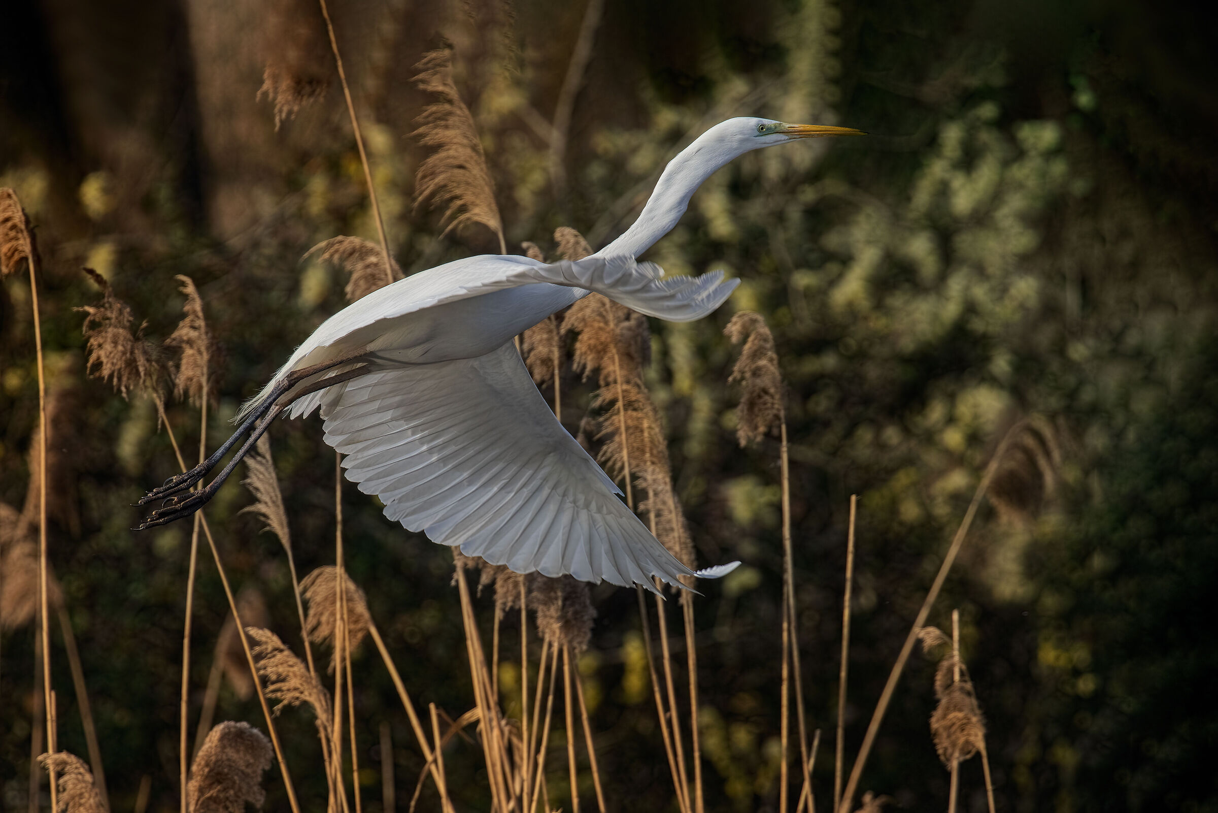 Airone bianco - Lago Superiore di Mantova.