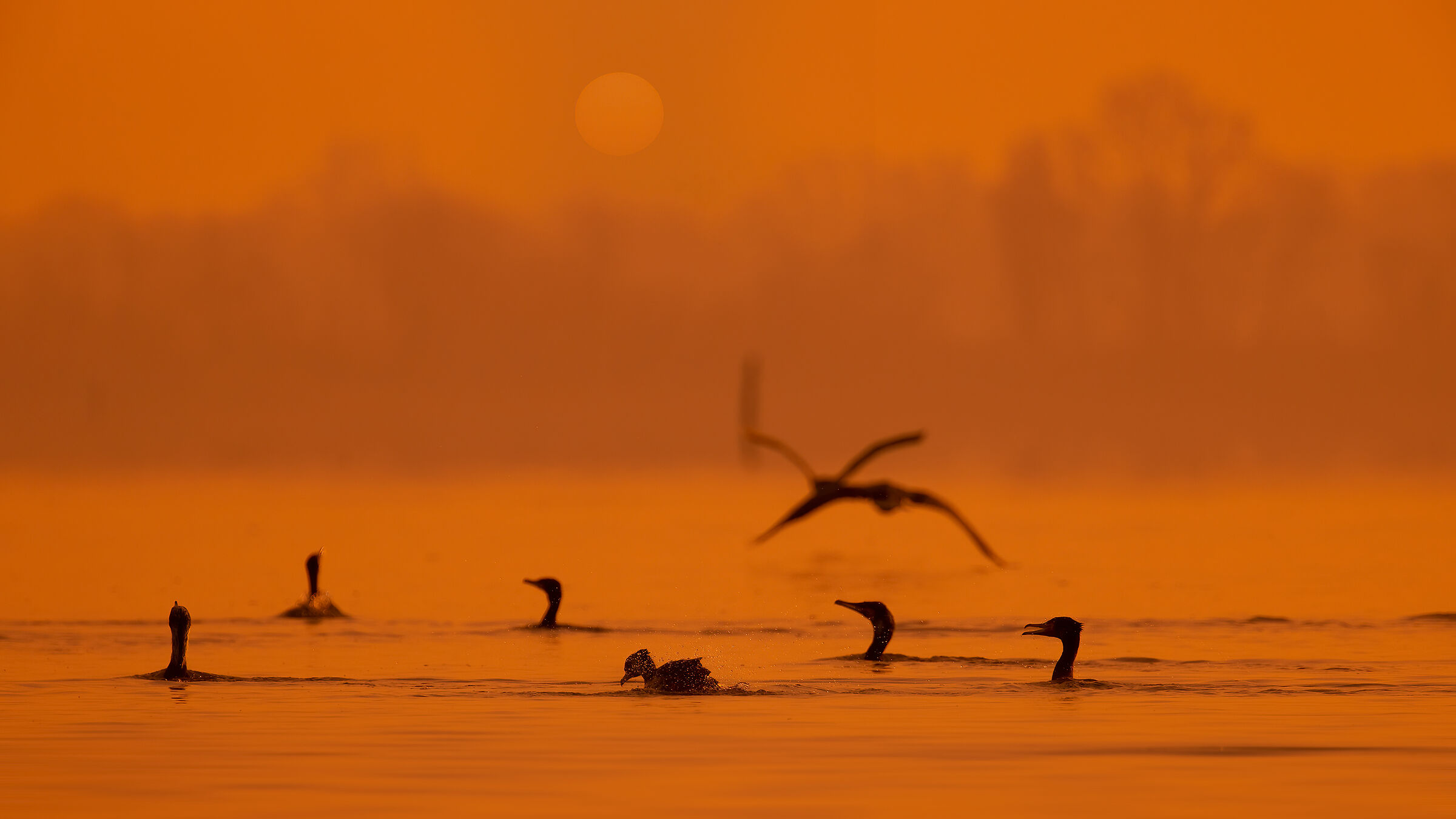 Incontri nel Parco del Mincio (mn)