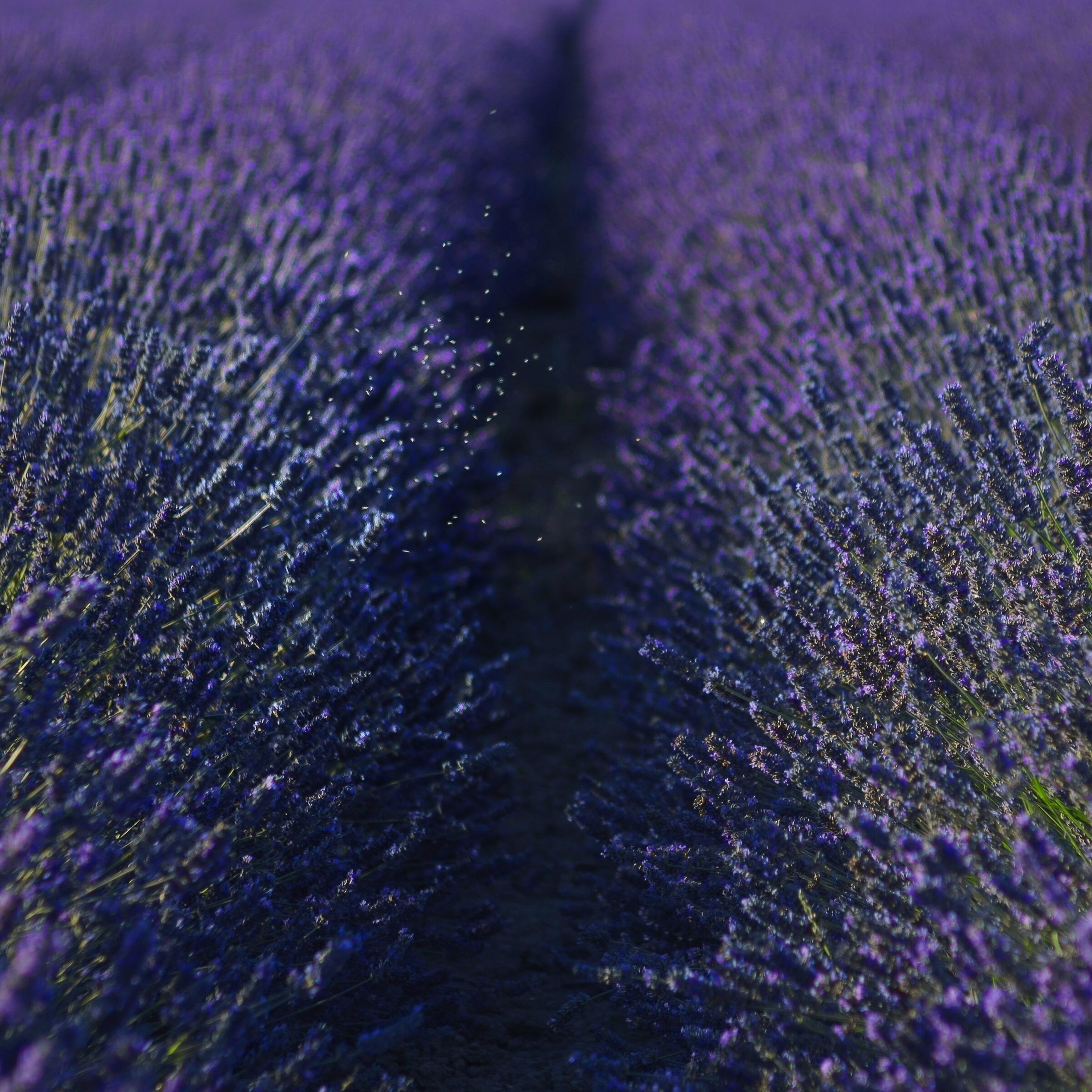 Midges in lavender field