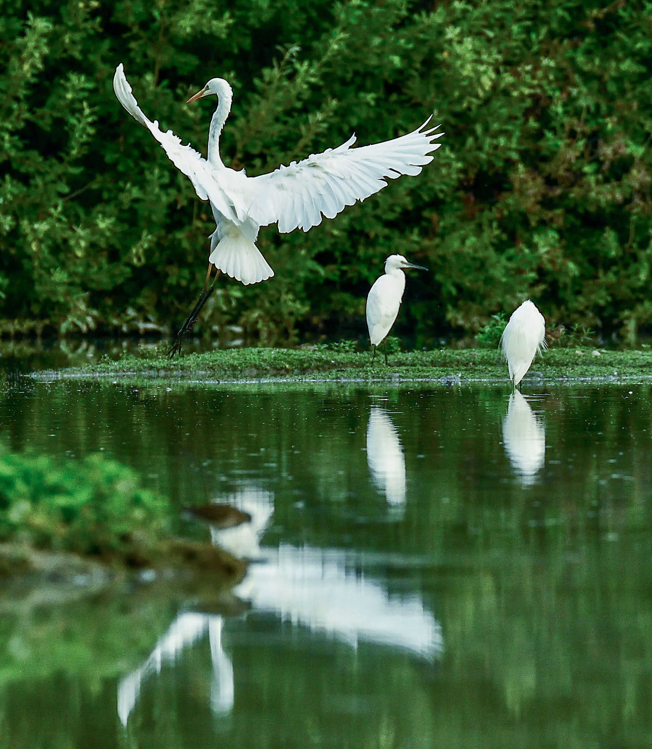 airone bianco maggiore
