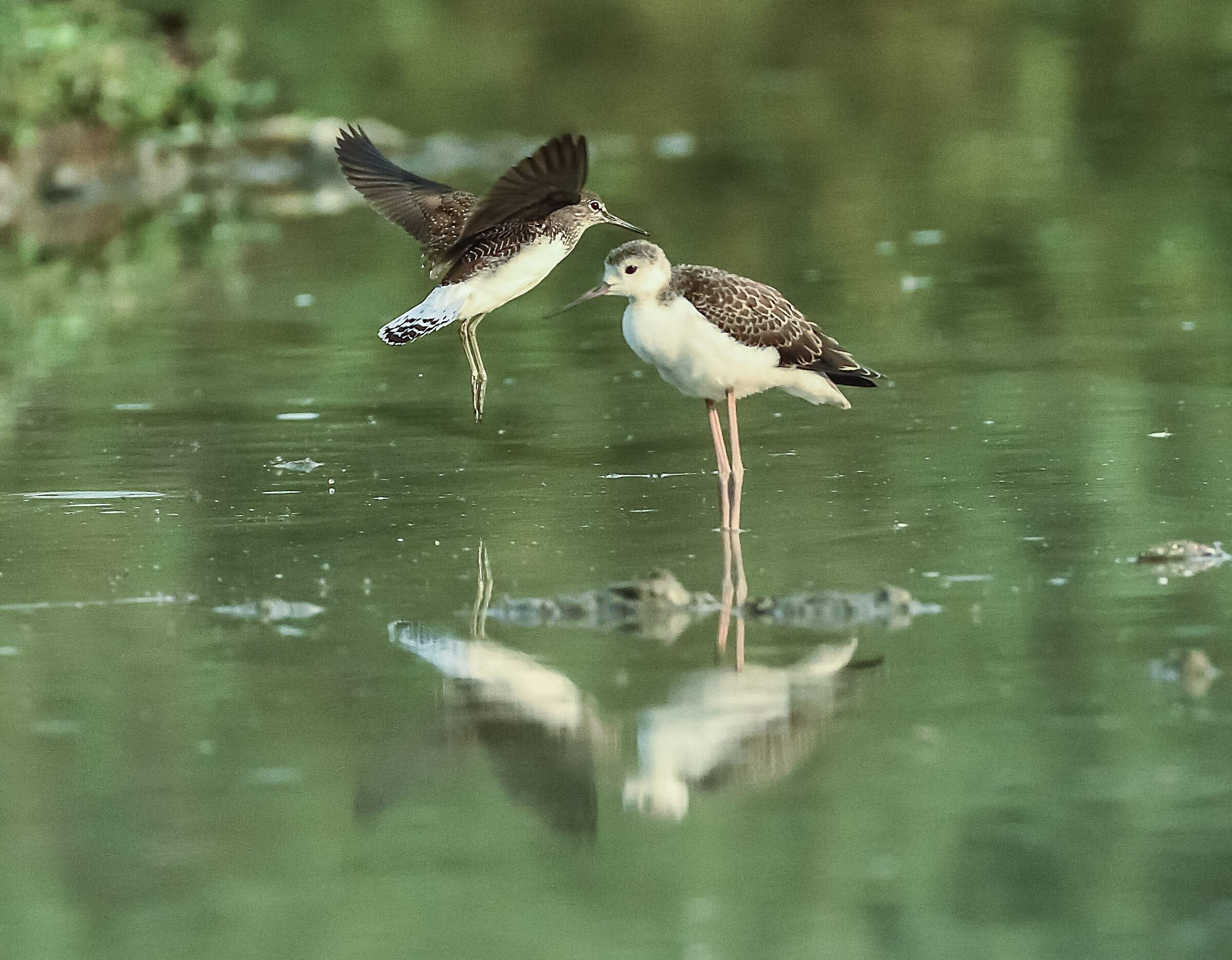 piro piro in volo con cavaliere