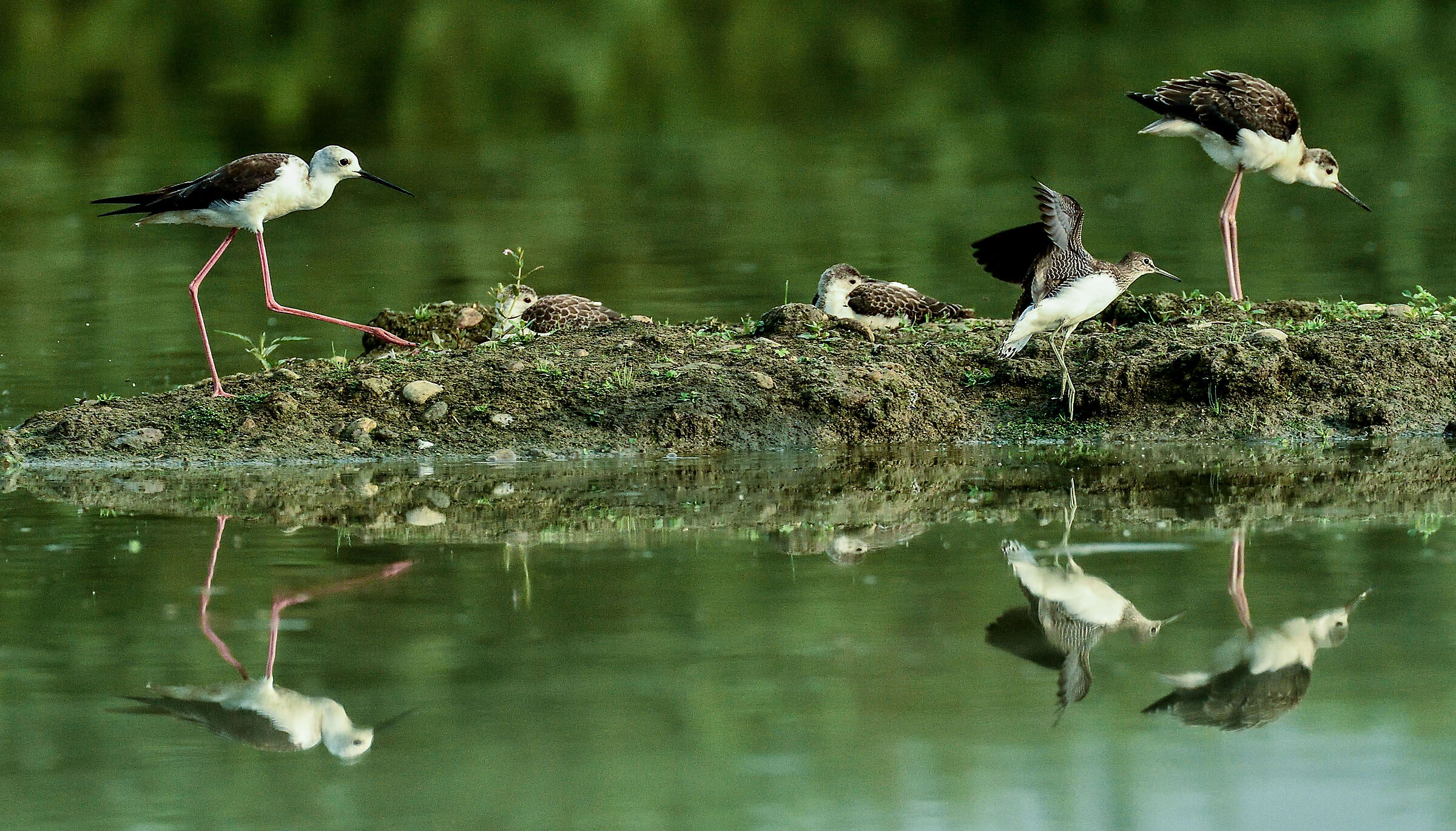 famigliola specchiata