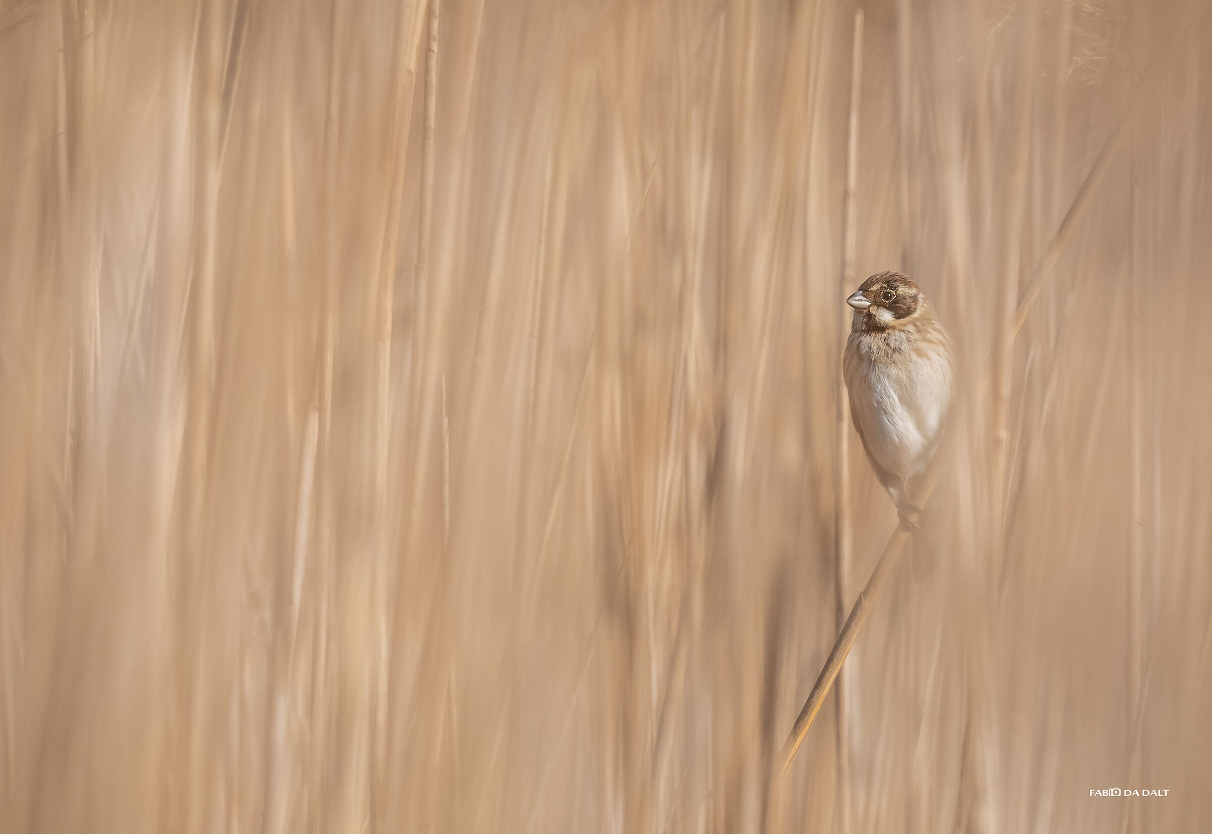 Migliarino di Palude Becco Grosso