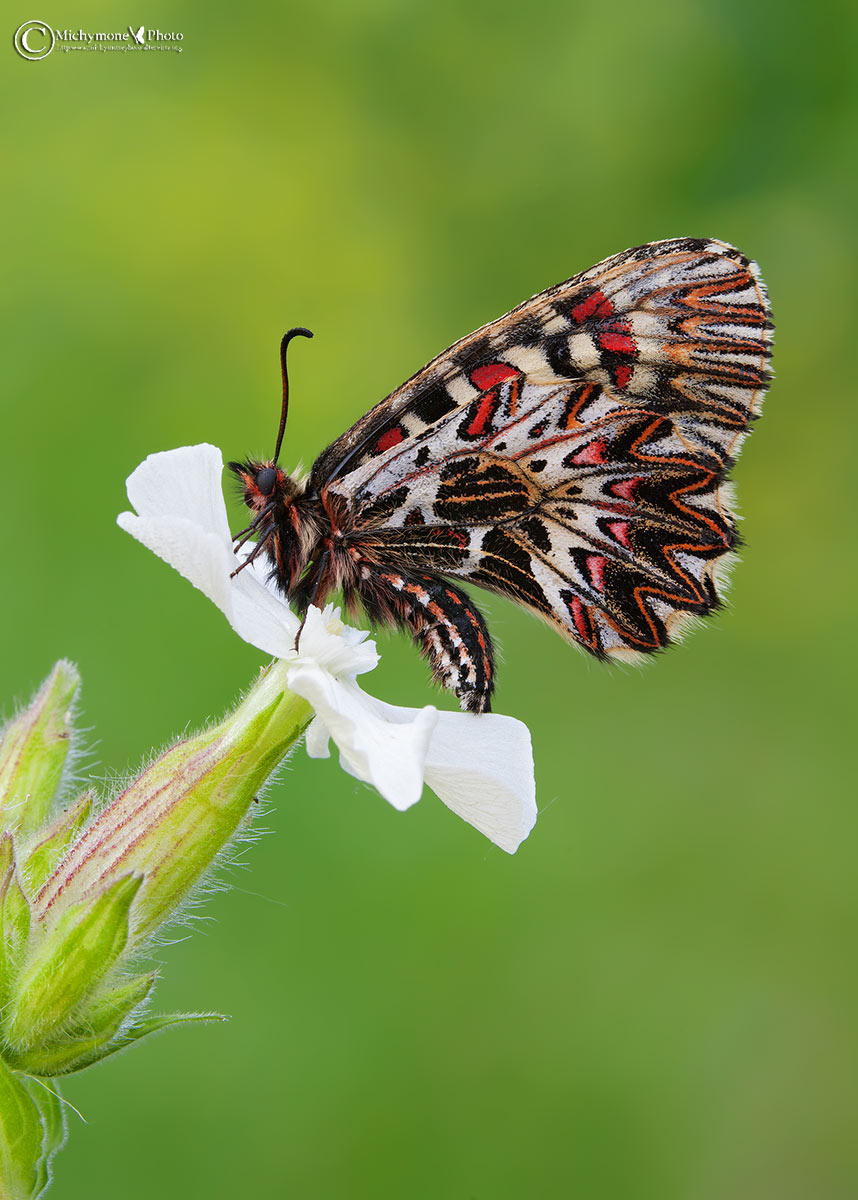 The Polyxena (Zerynthia polyxena (Denis & Schiffermlle