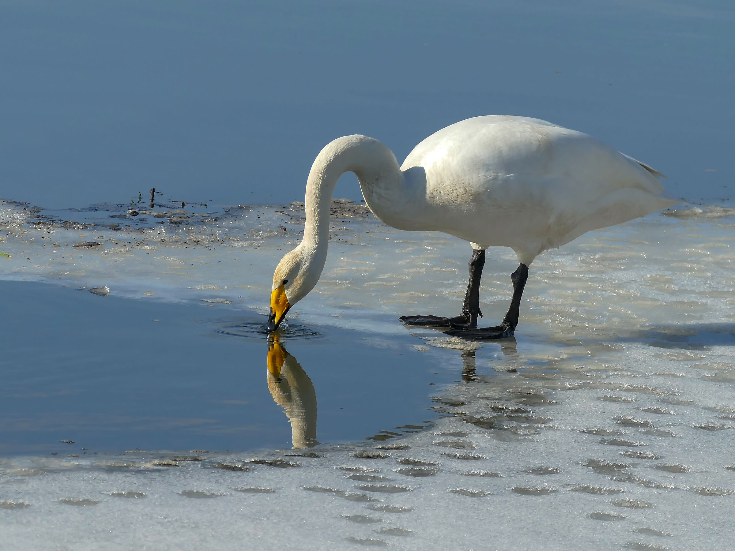 Cigno whooper (Cygnus cygnus)