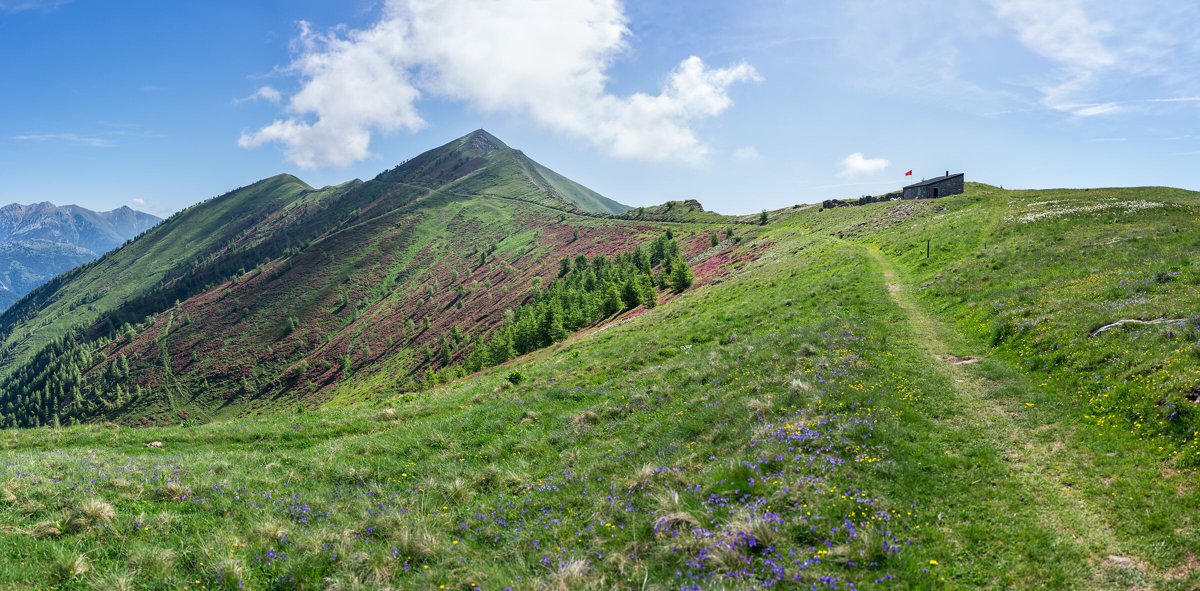Fioritura estiva al Passo Garlenda (Monte Saccarello)