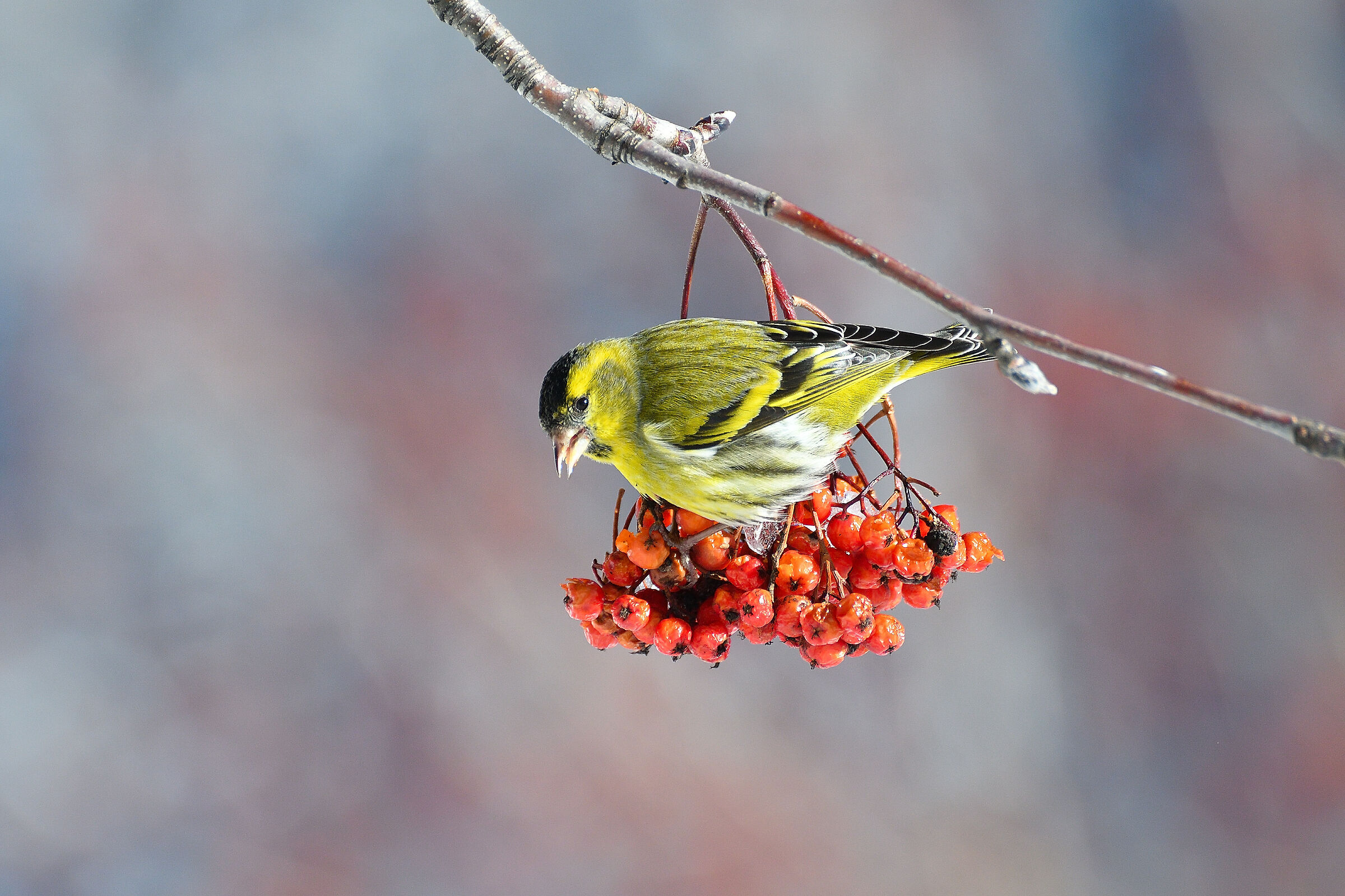 Lucherino in power..