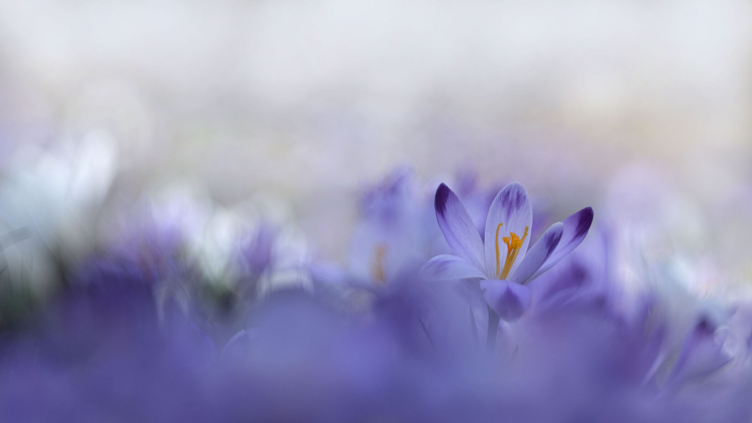 crocus
