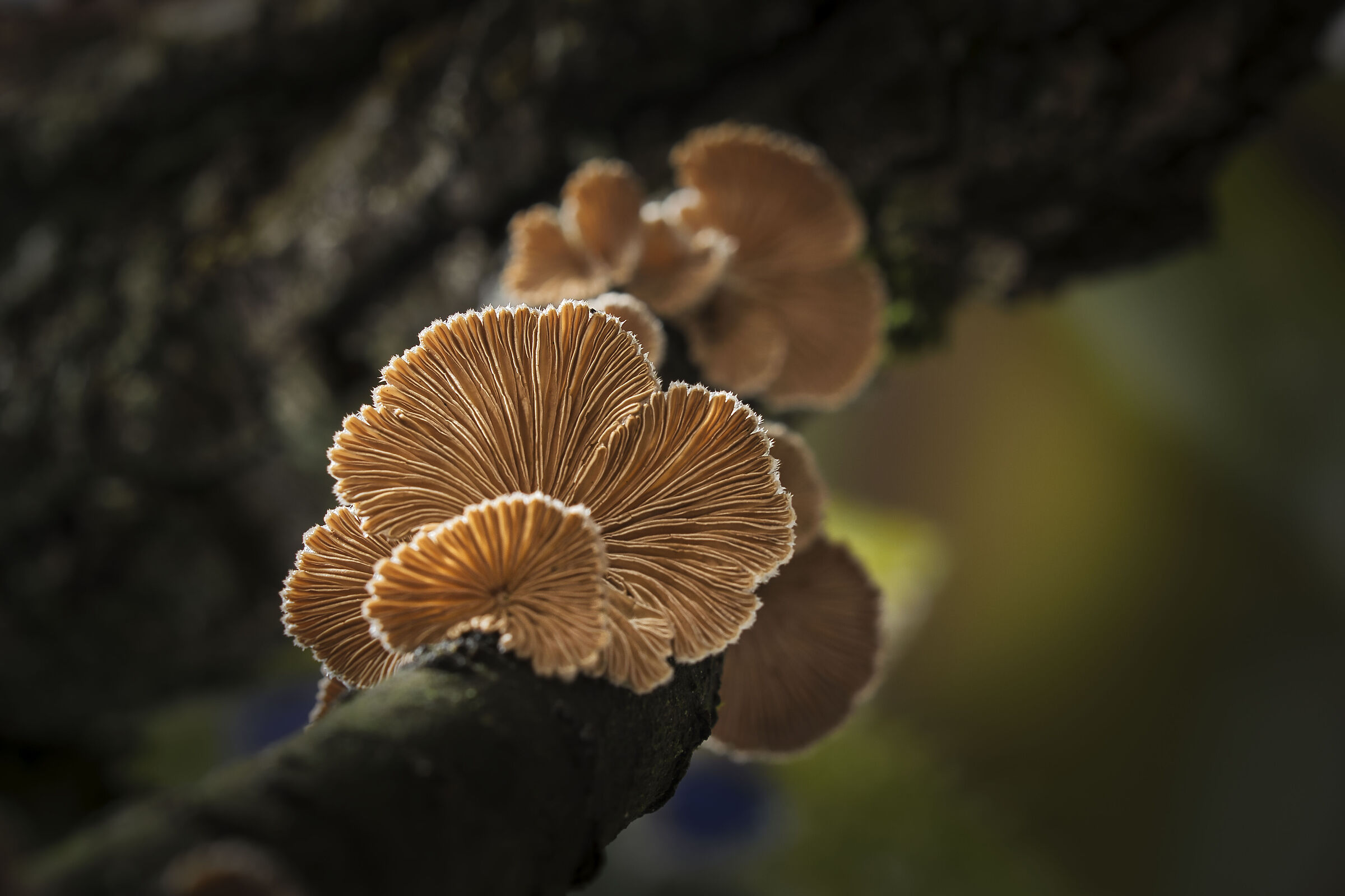 Risvegliare la natura