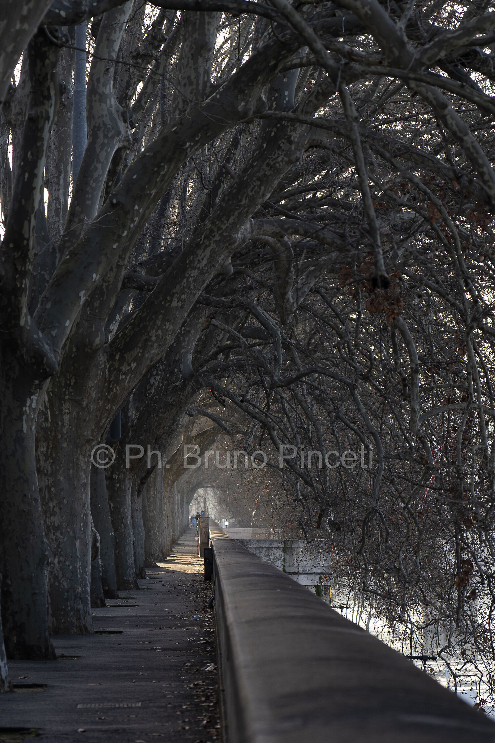 Long tiber