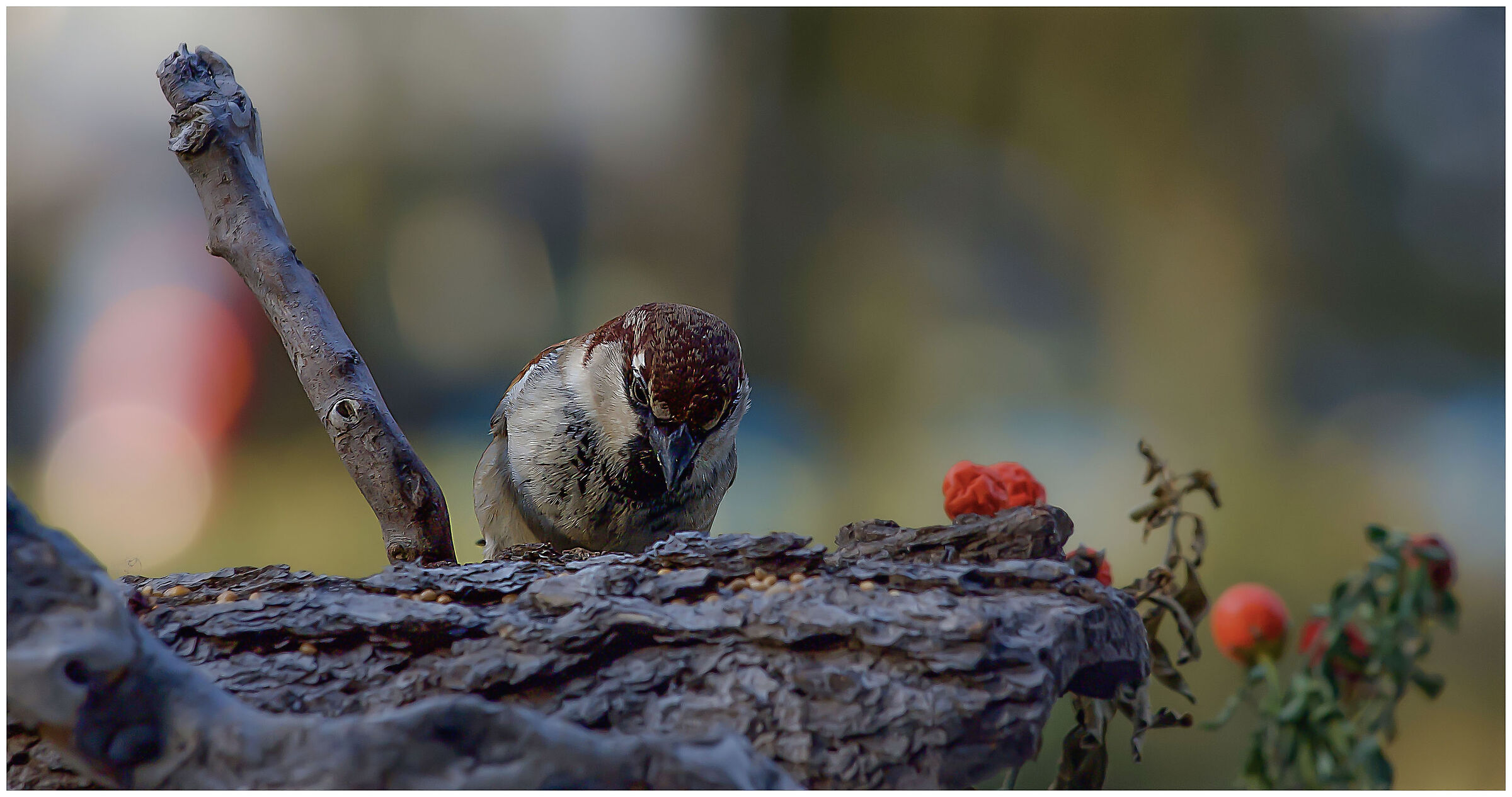 Italian sparrow