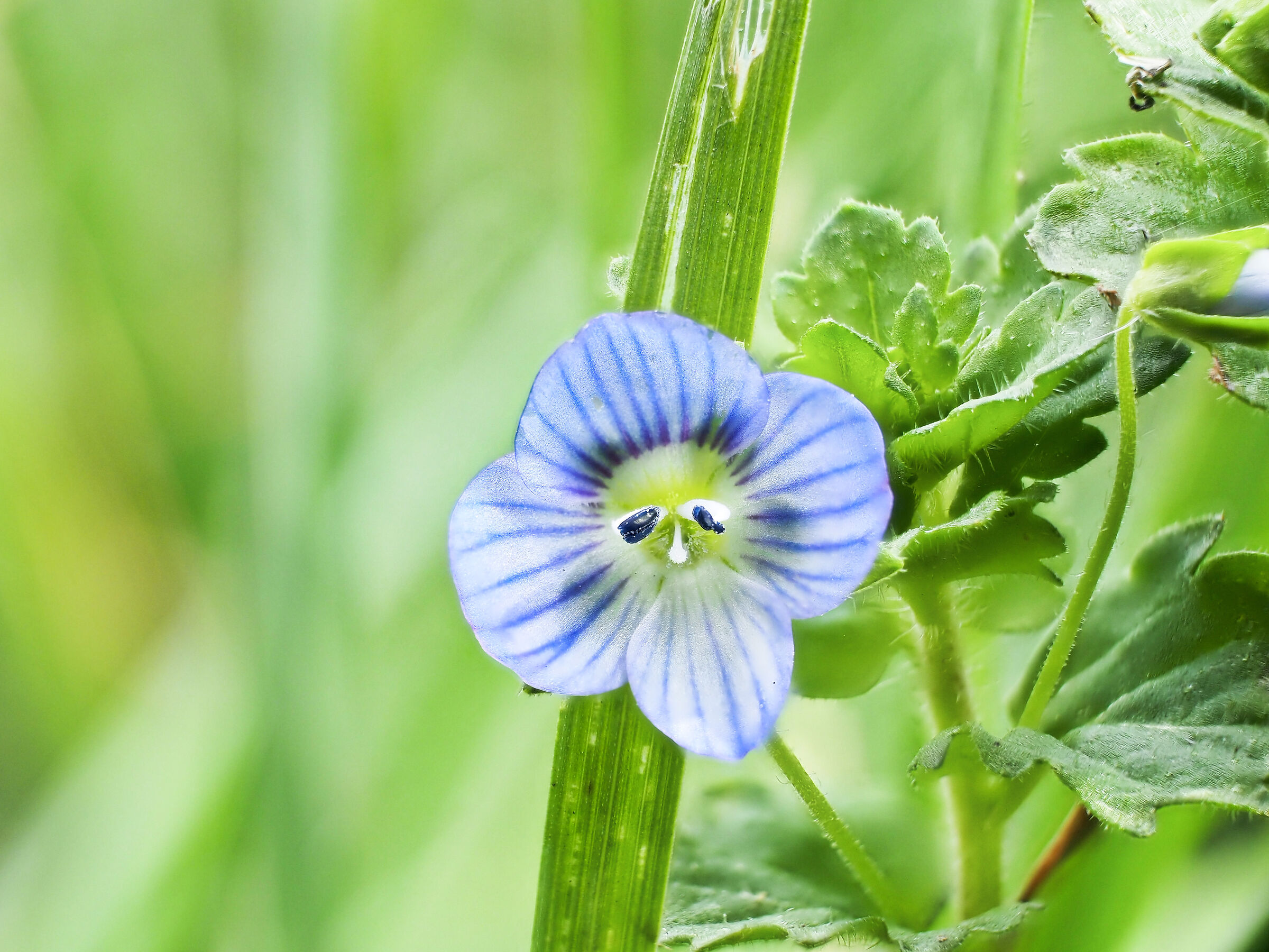 Veronica persica