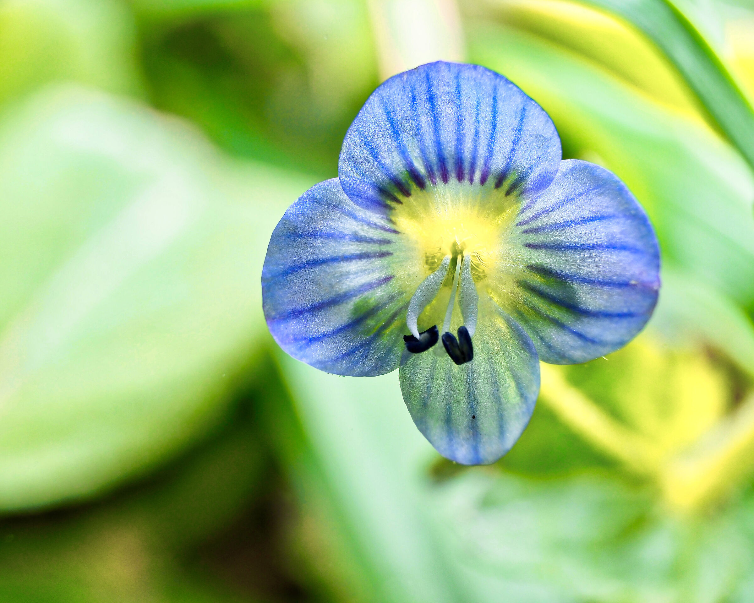 Veronica Persica 3