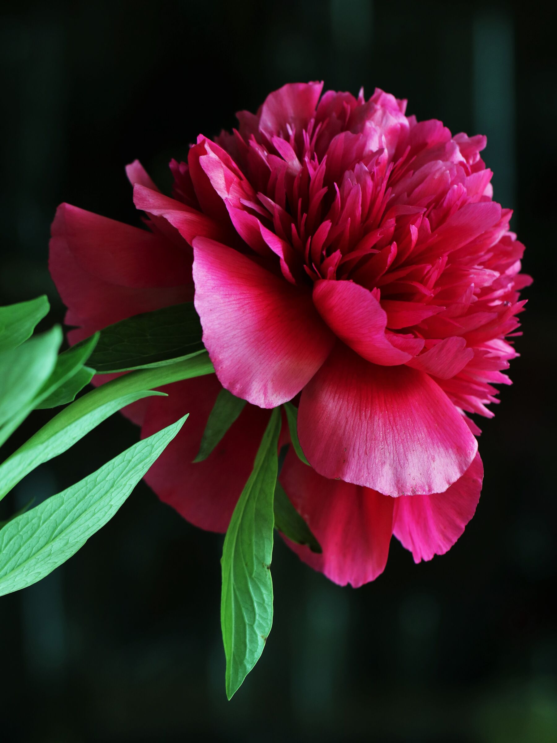 Velvet red