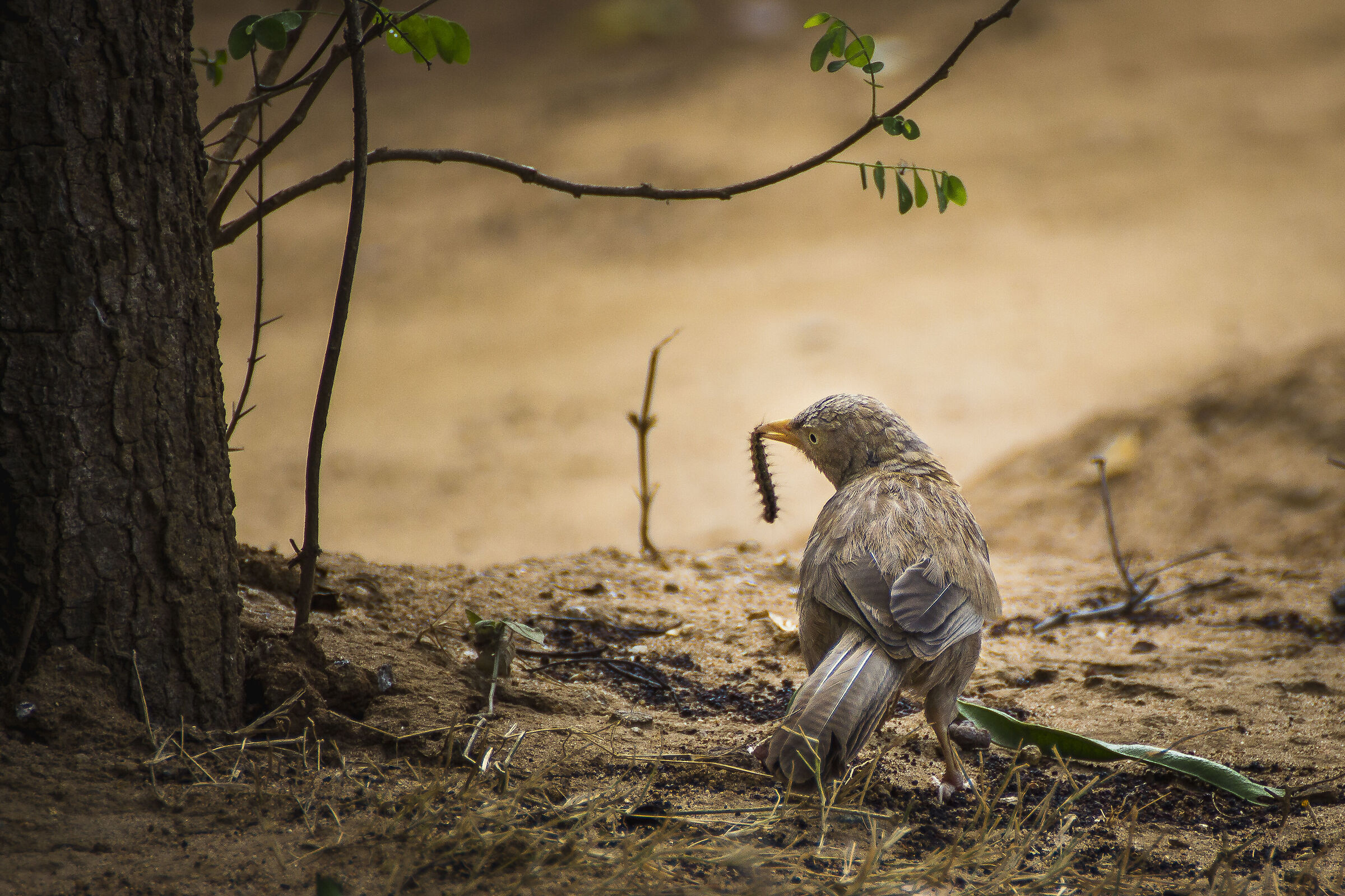Garrulo Beccoarancio
