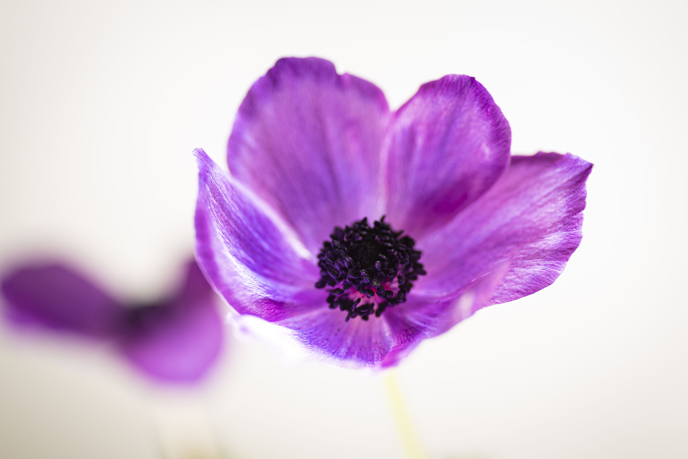 flower fine art