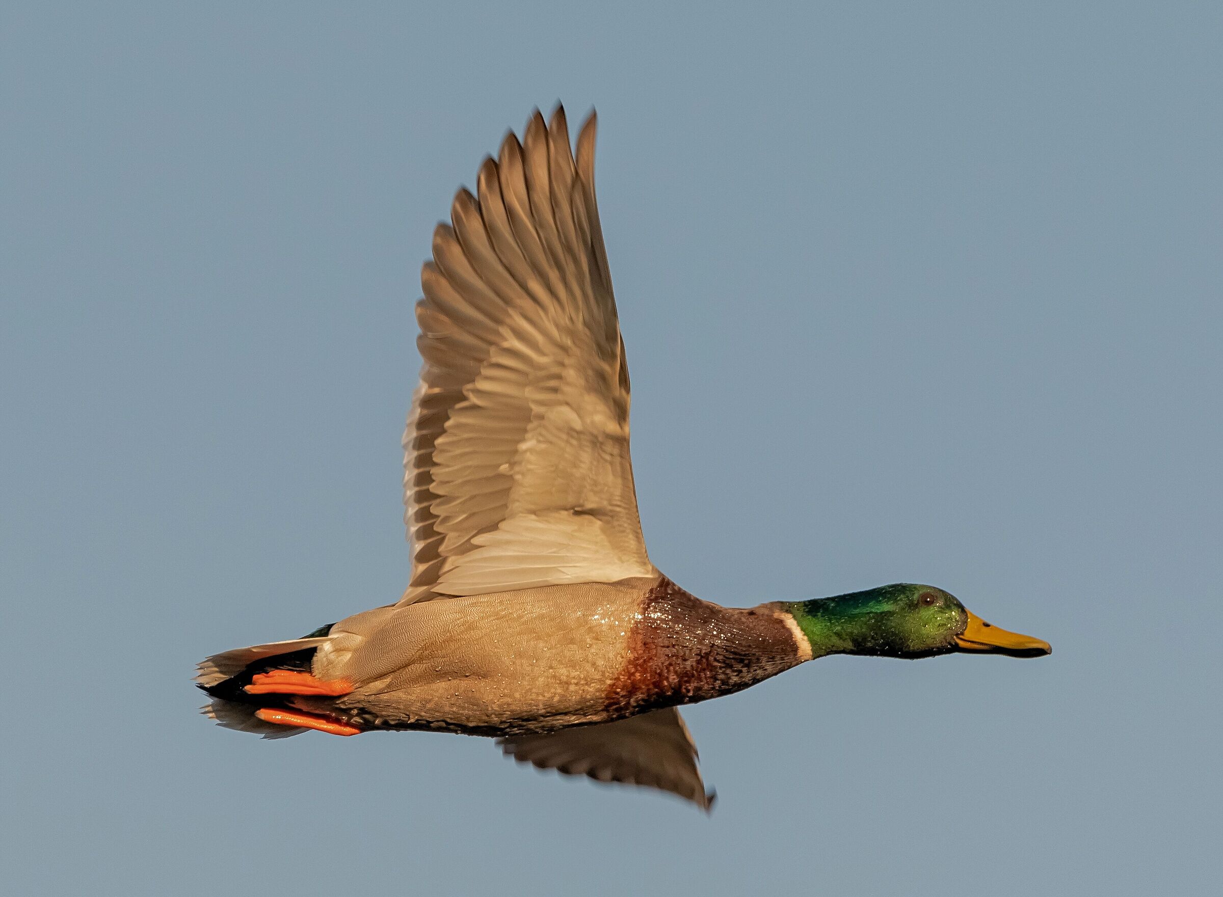 Anatra Germano Reale in flight Oasis Lipu 28/02/2021