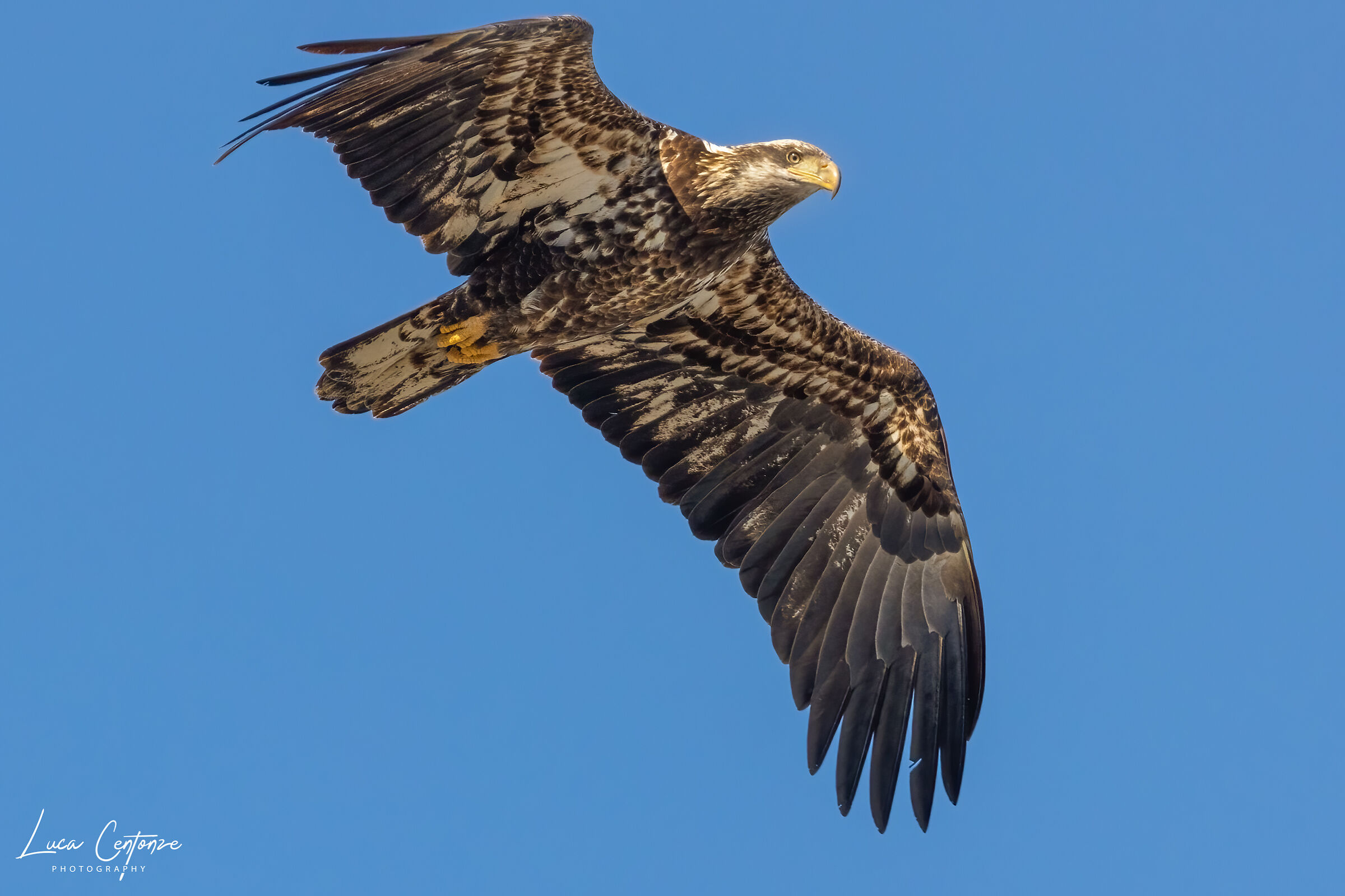 Giovane Bald Eagle (Haliaeetus leucocephalus)