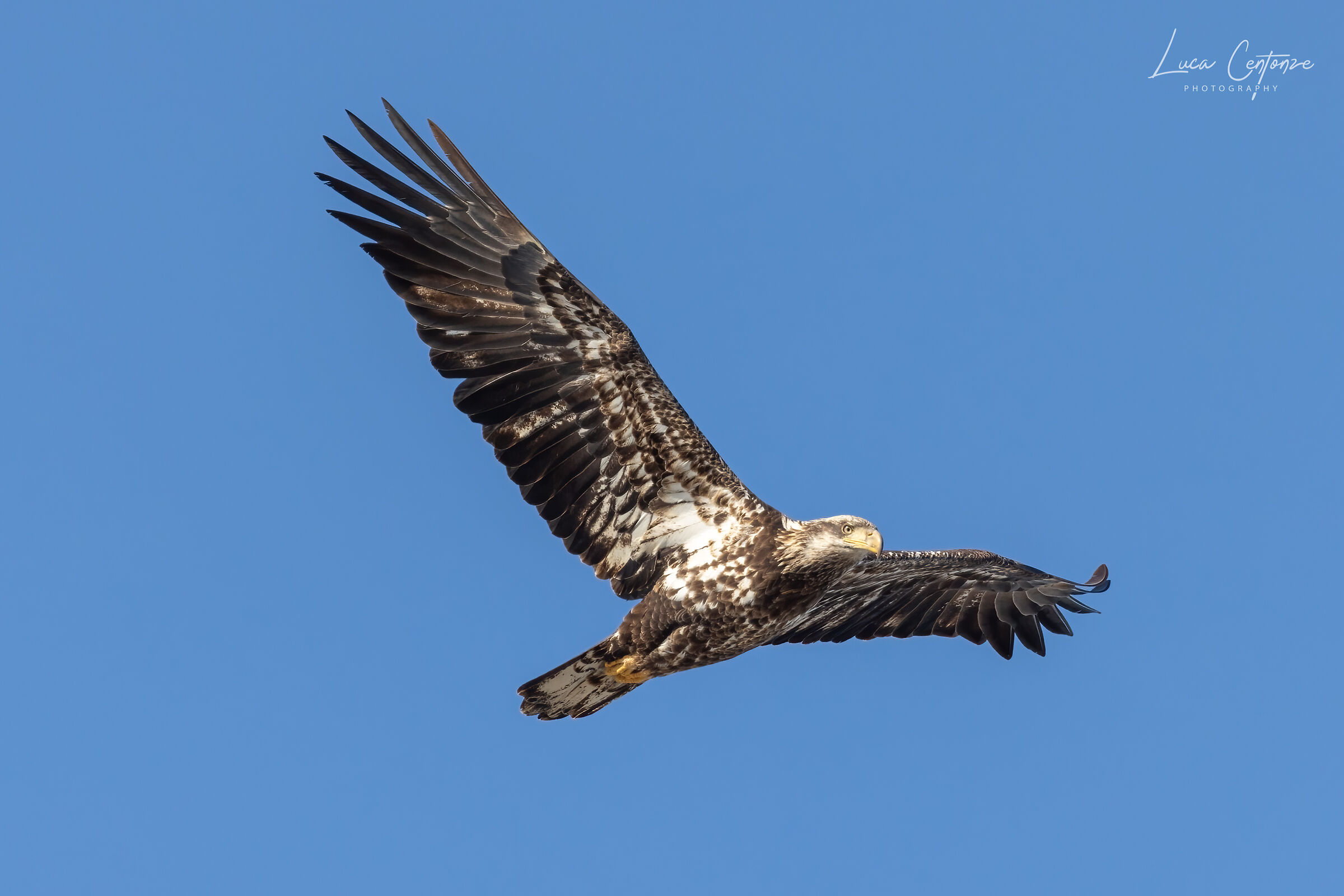Giovane Bald Eagle (Haliaeetus leucocephalus)