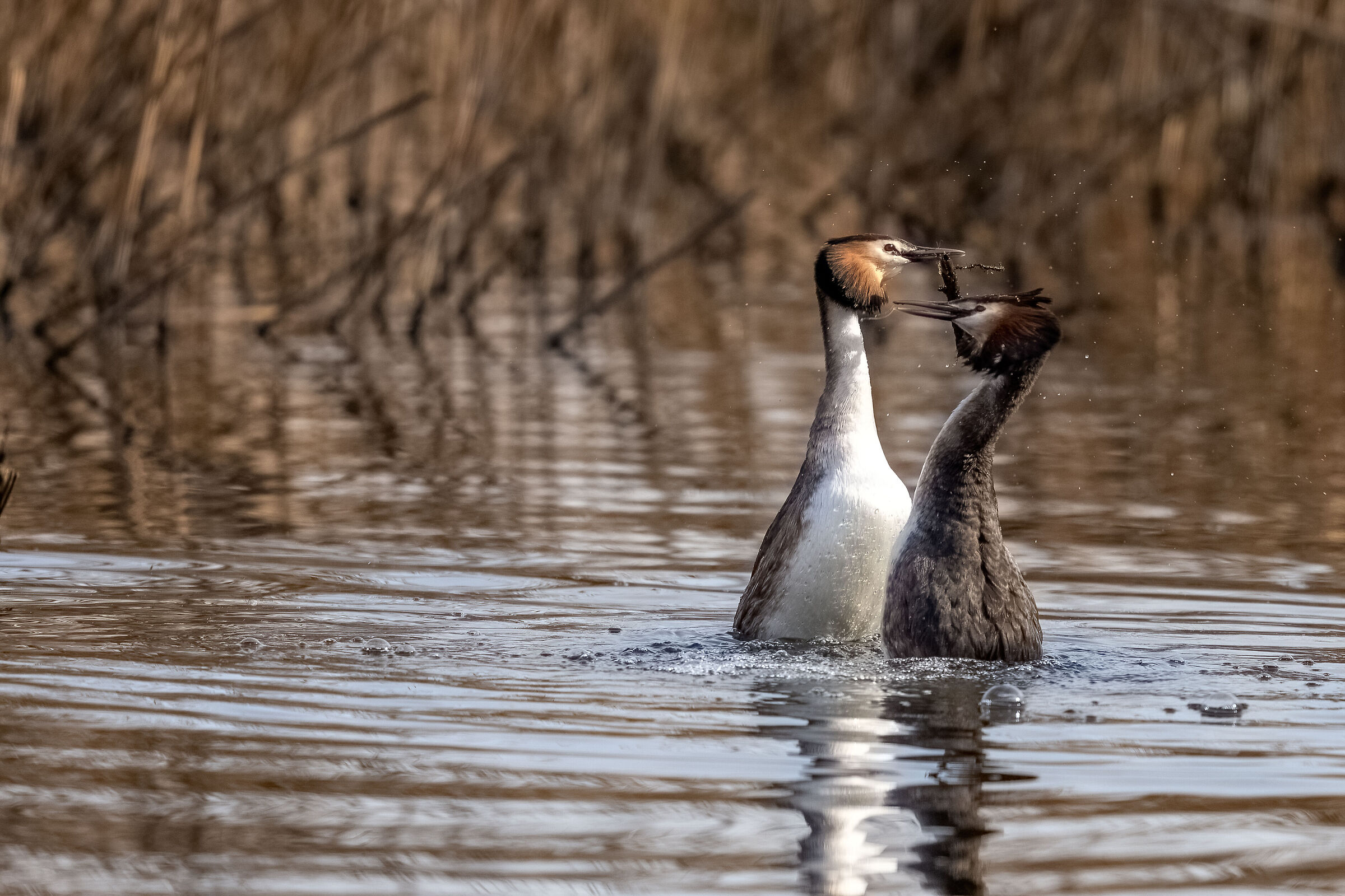 "the exchange of gifts" greater over 27.02.21