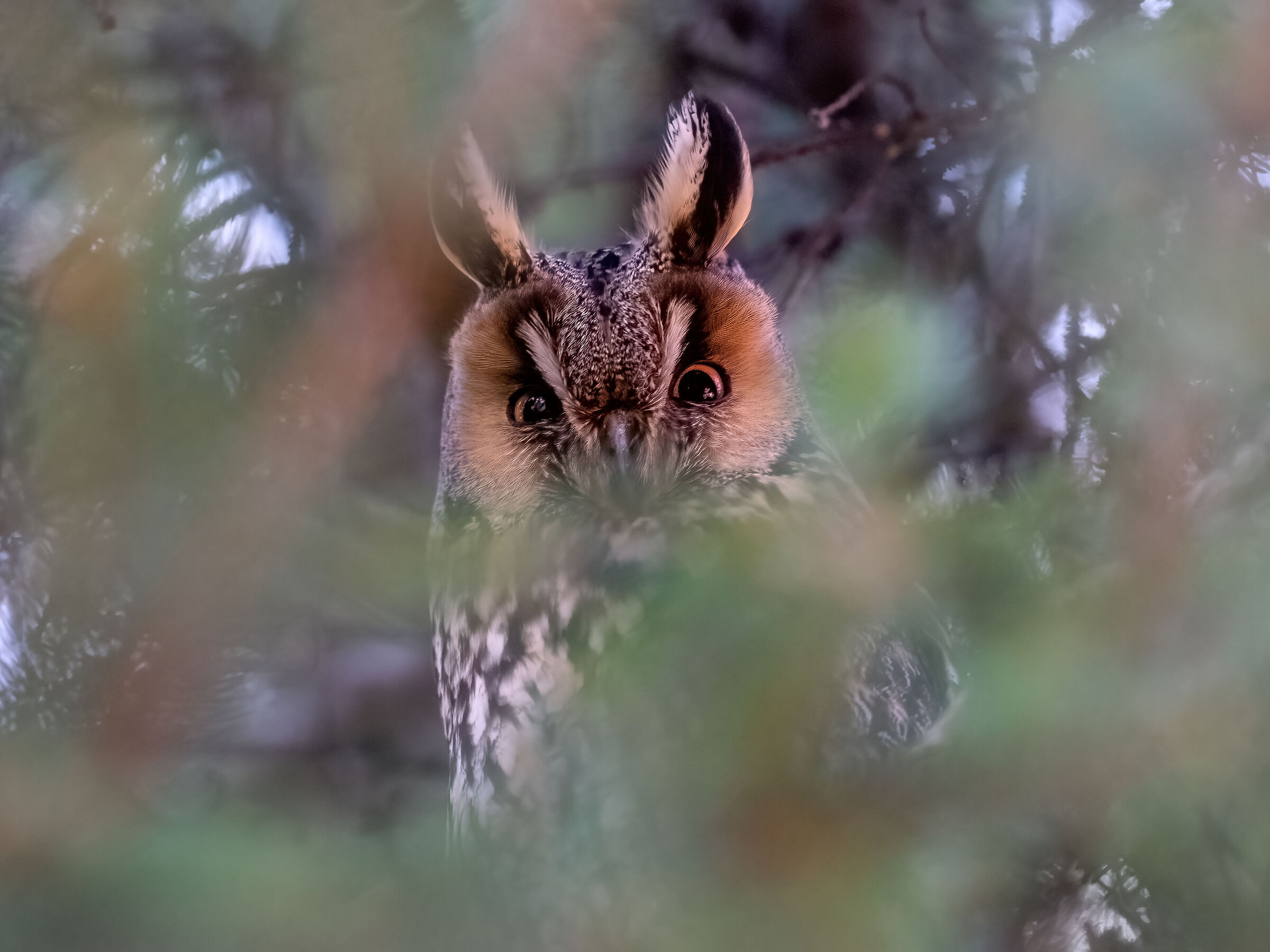 Games of looks - common owl