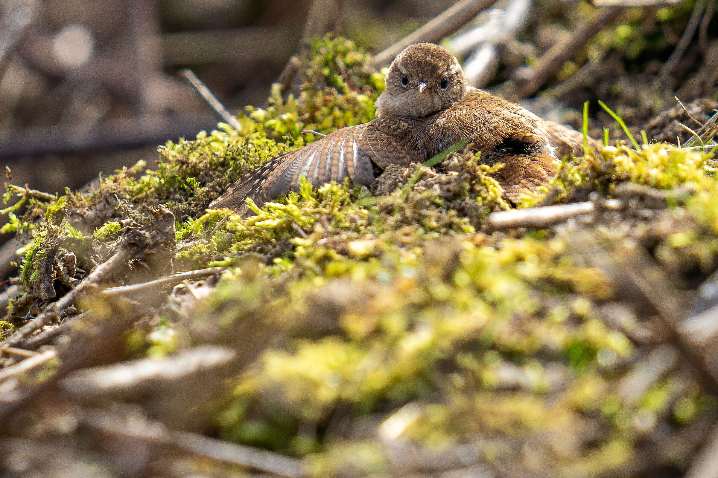 the sun bath of the wreath