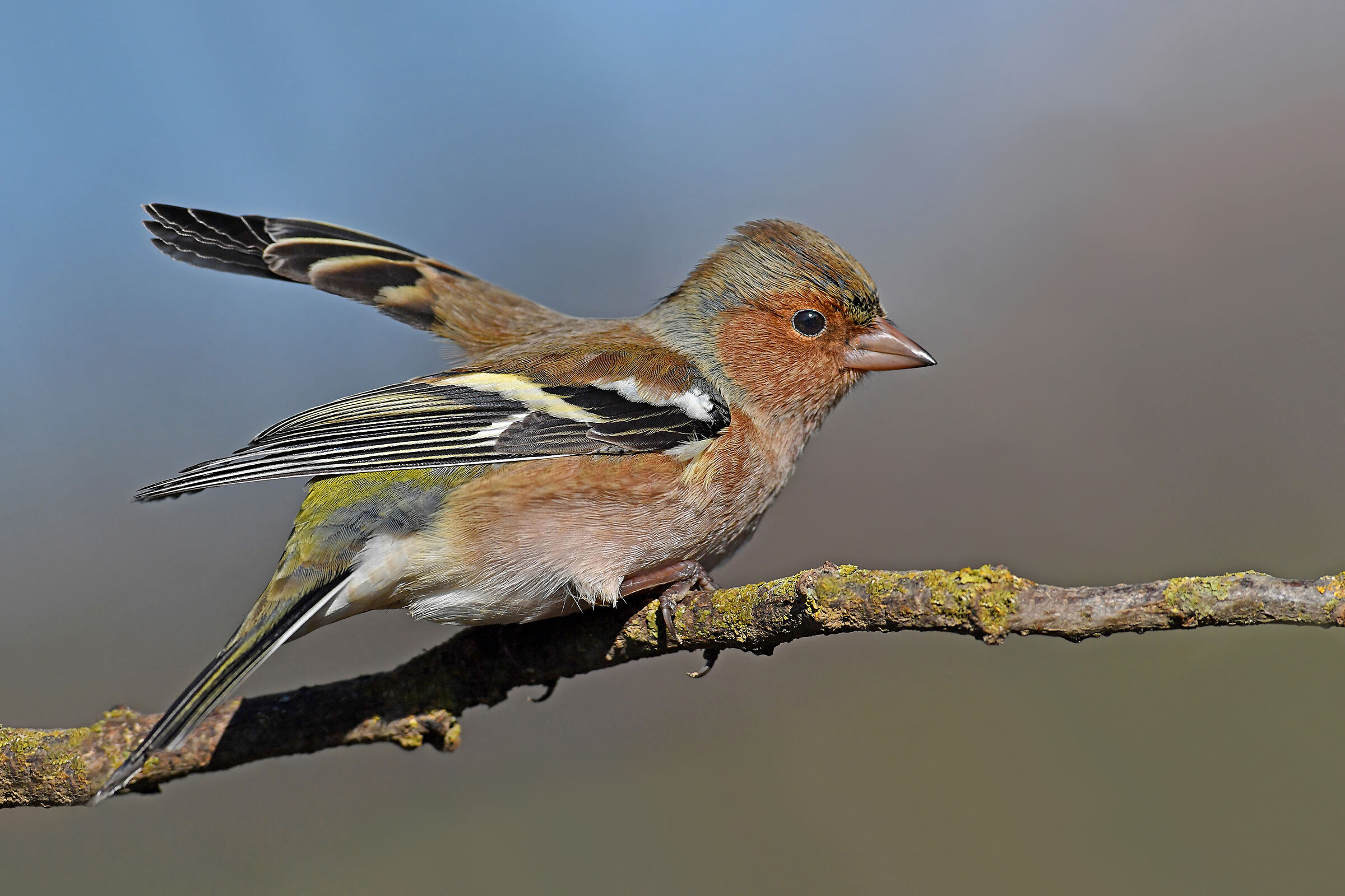 Storie di piume  8   ( Fringuello )