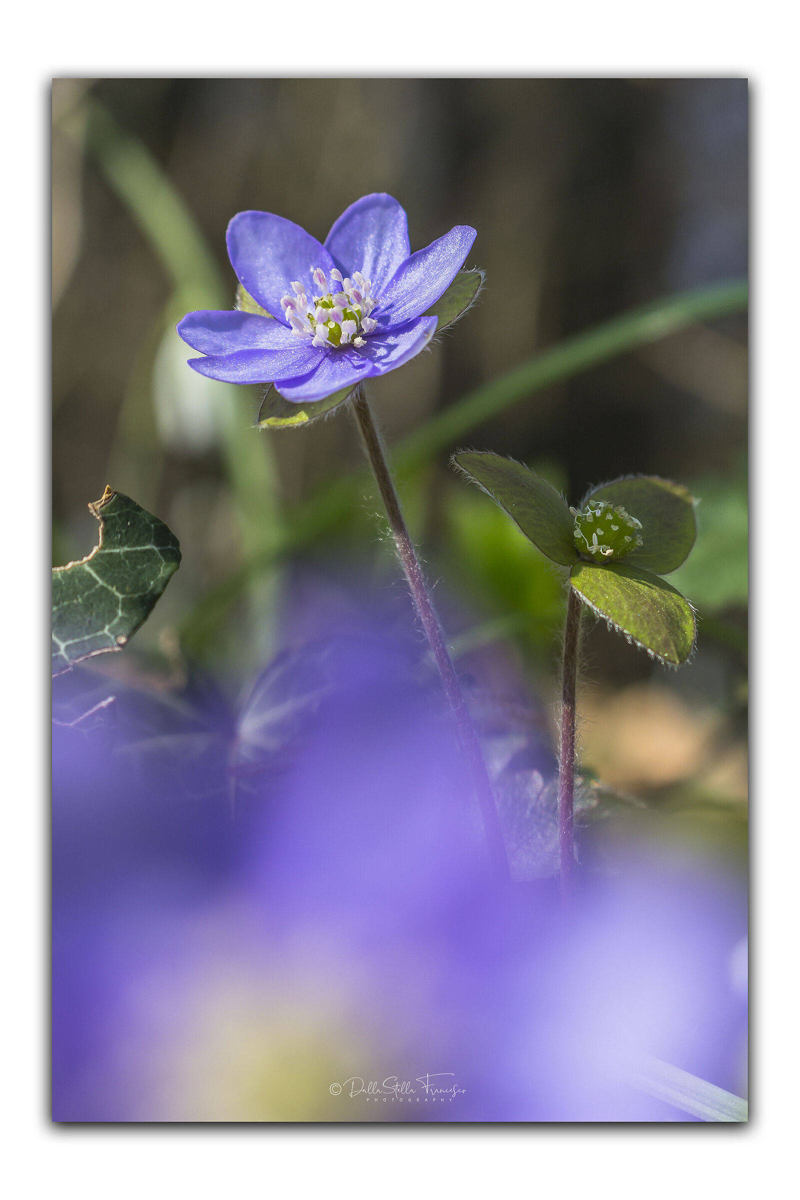 Hepatica nobilis