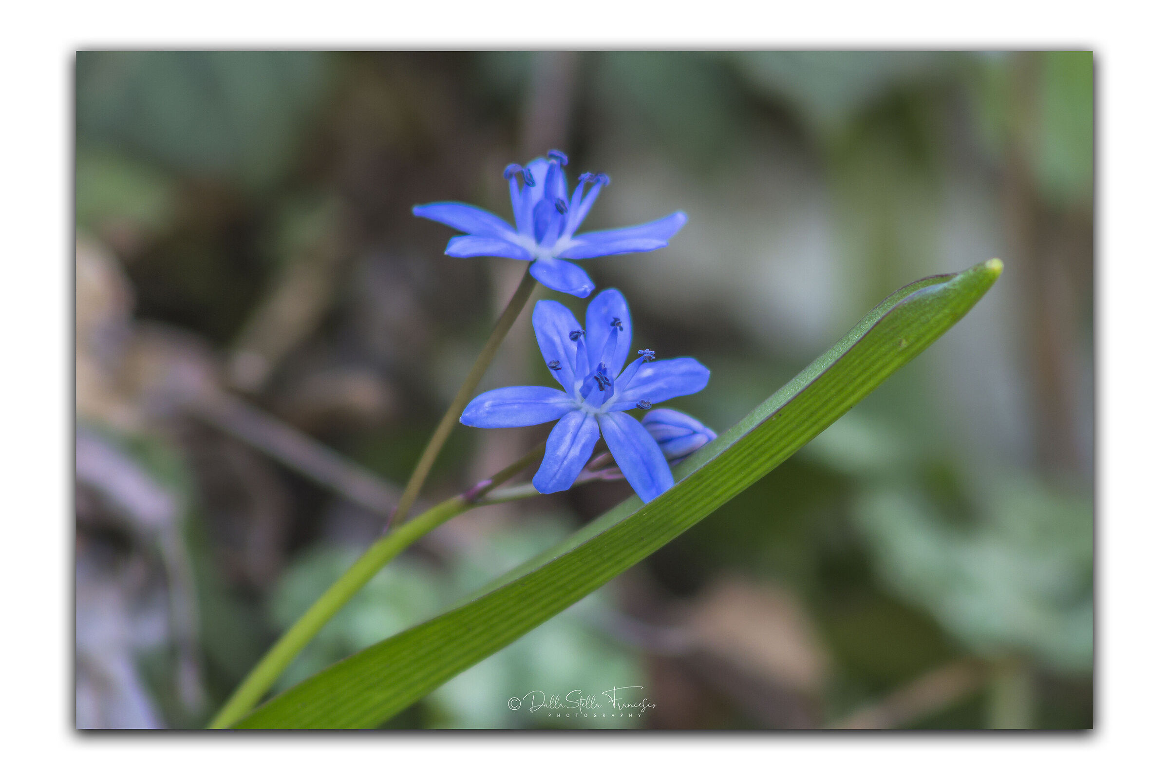 Scilla bifolia