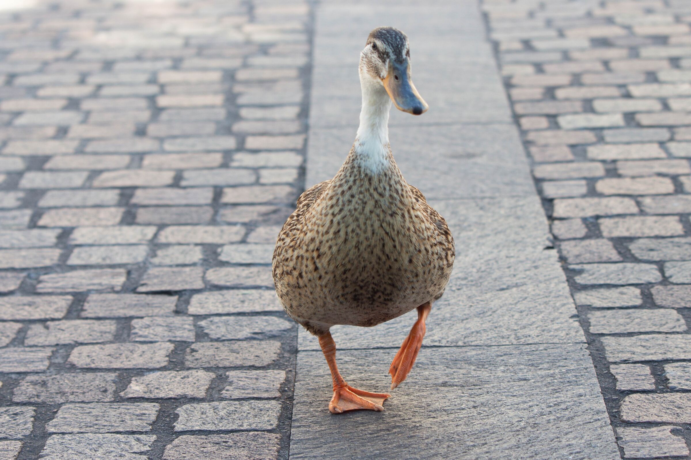 Walking around the city...