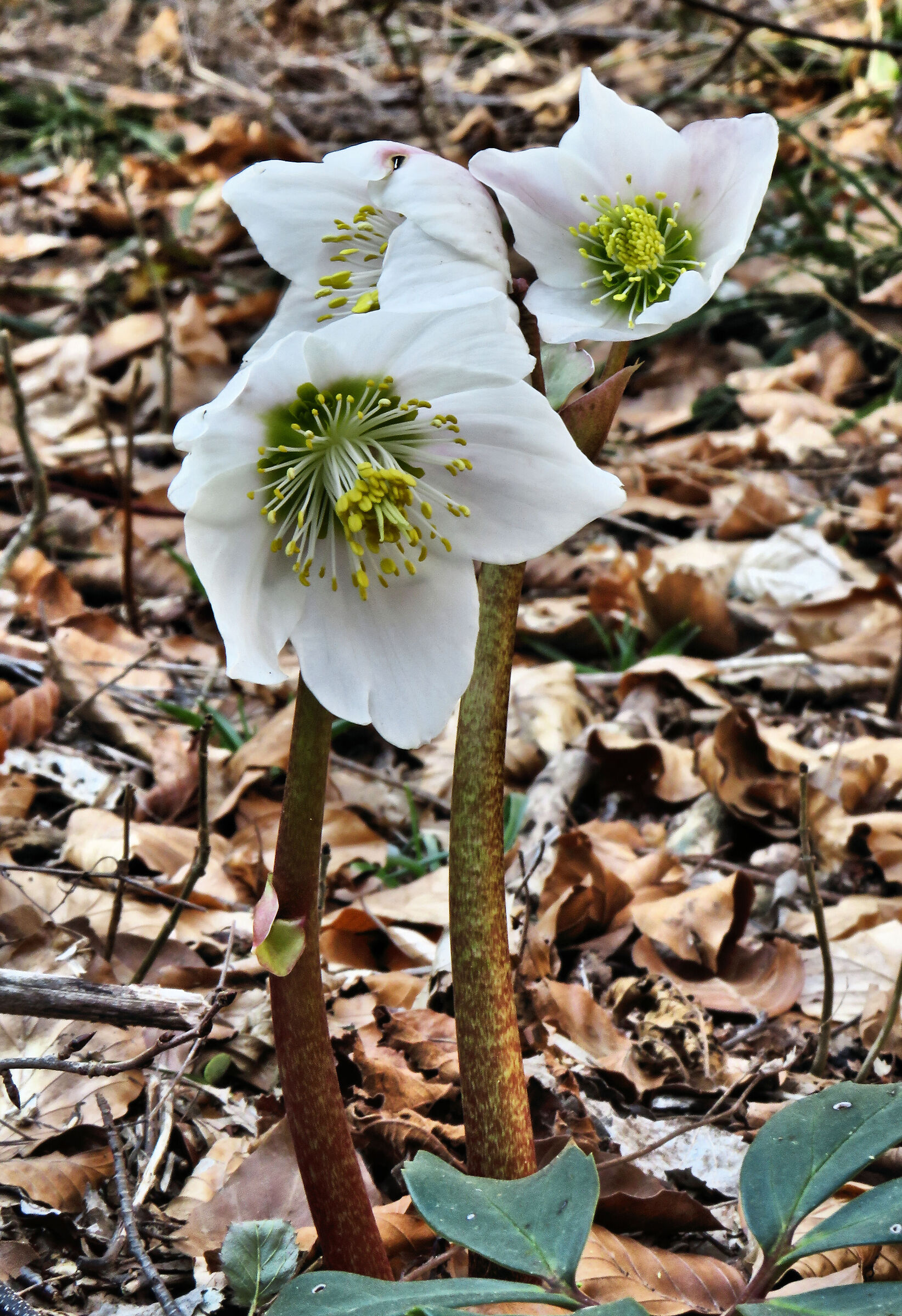 Primi segnali di primavera