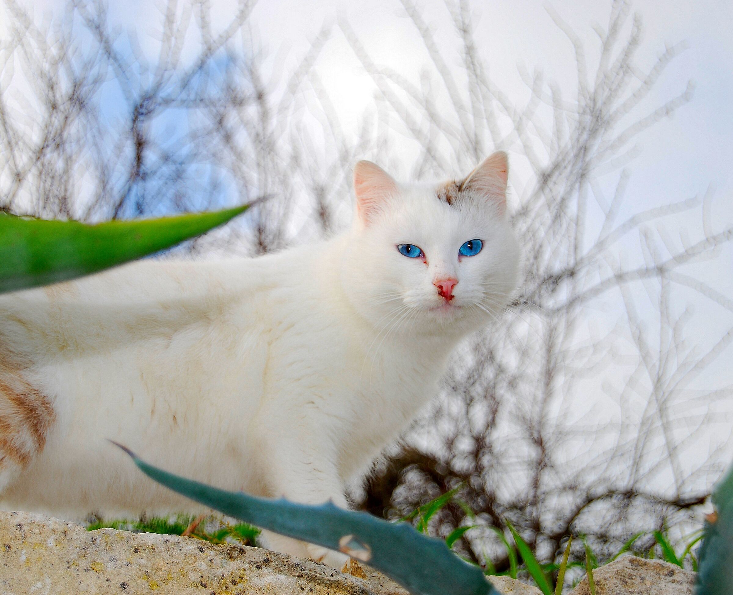 Blue eyes cat