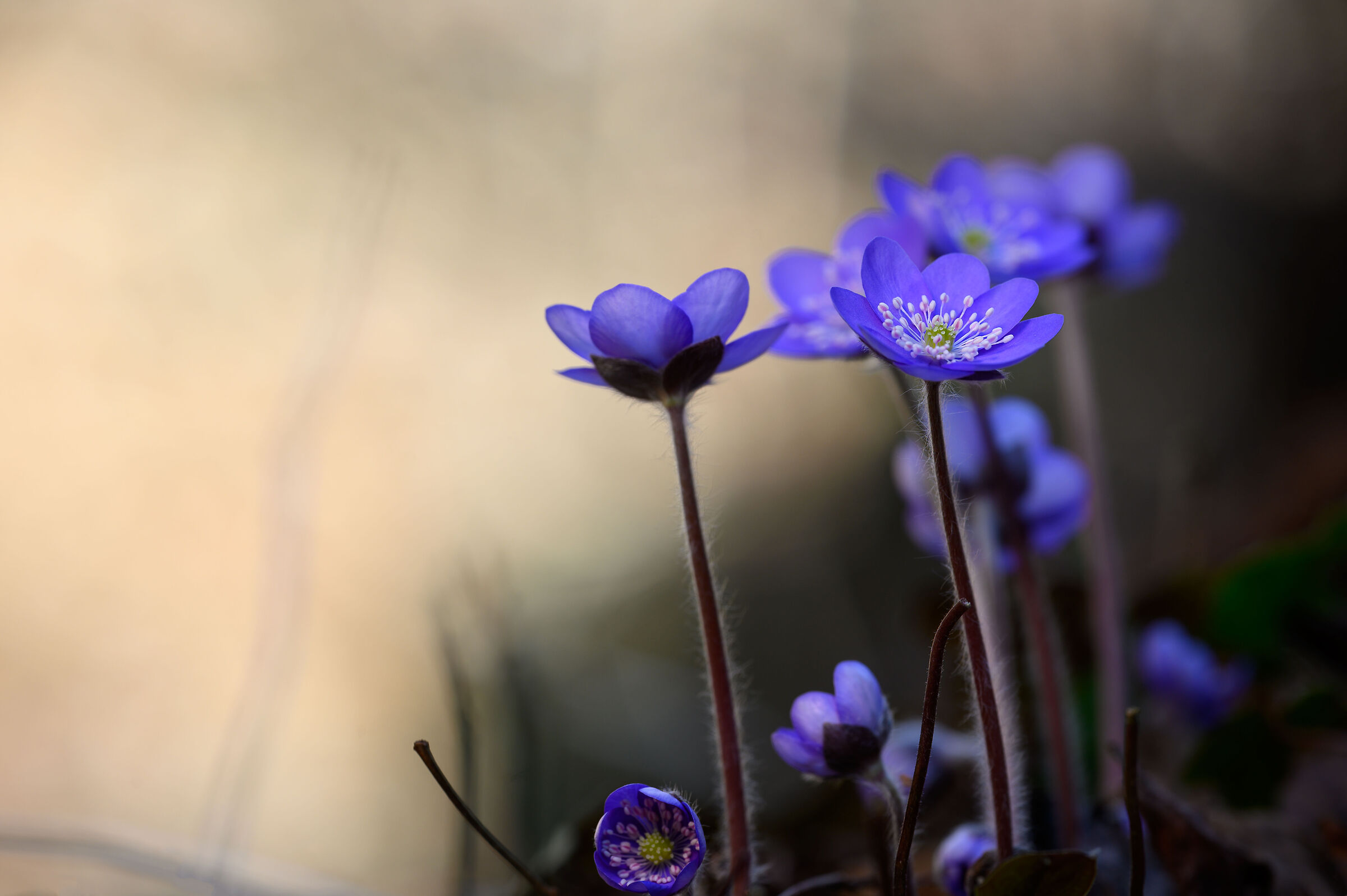 In the undergrowth