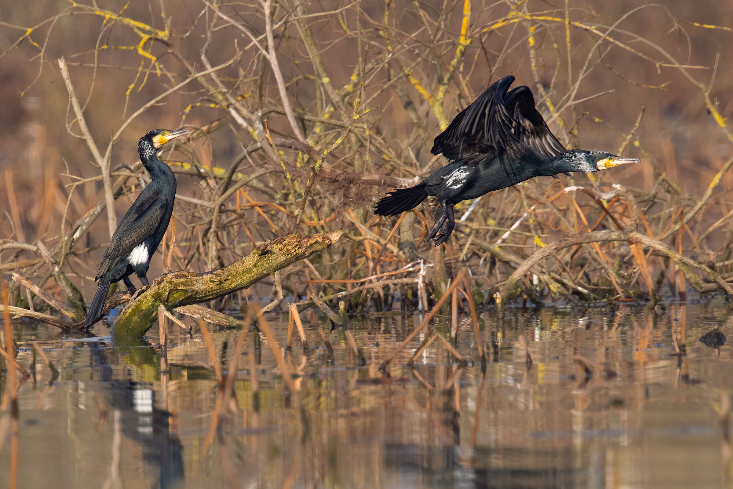 Incontri nel Parco del Mincio (mn)