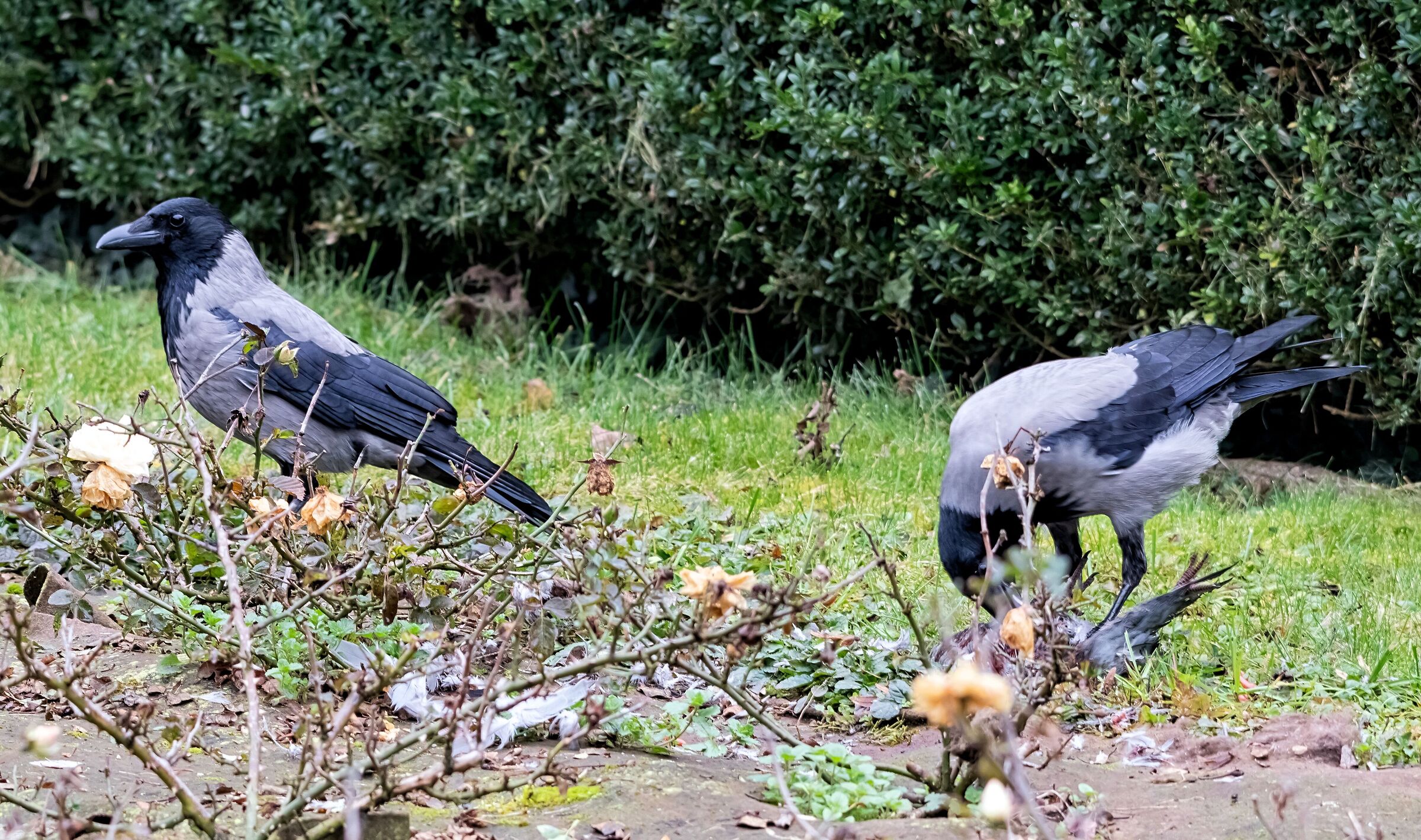Cornacchie grigie con preda 19/01/2021