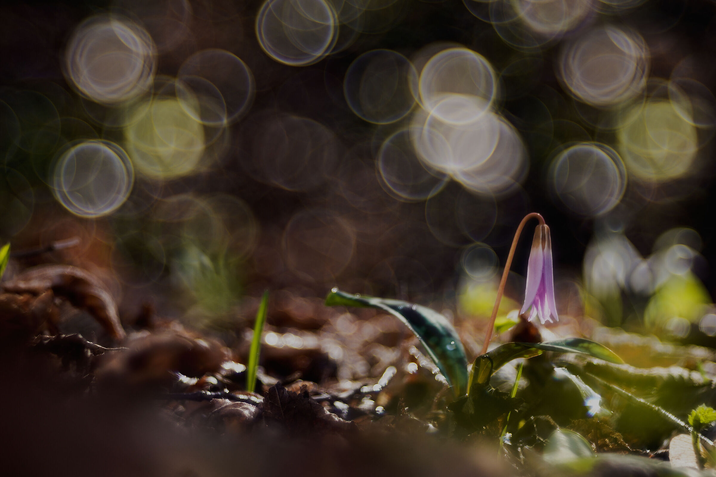 Erythronium dens-canis (Dente di cane)