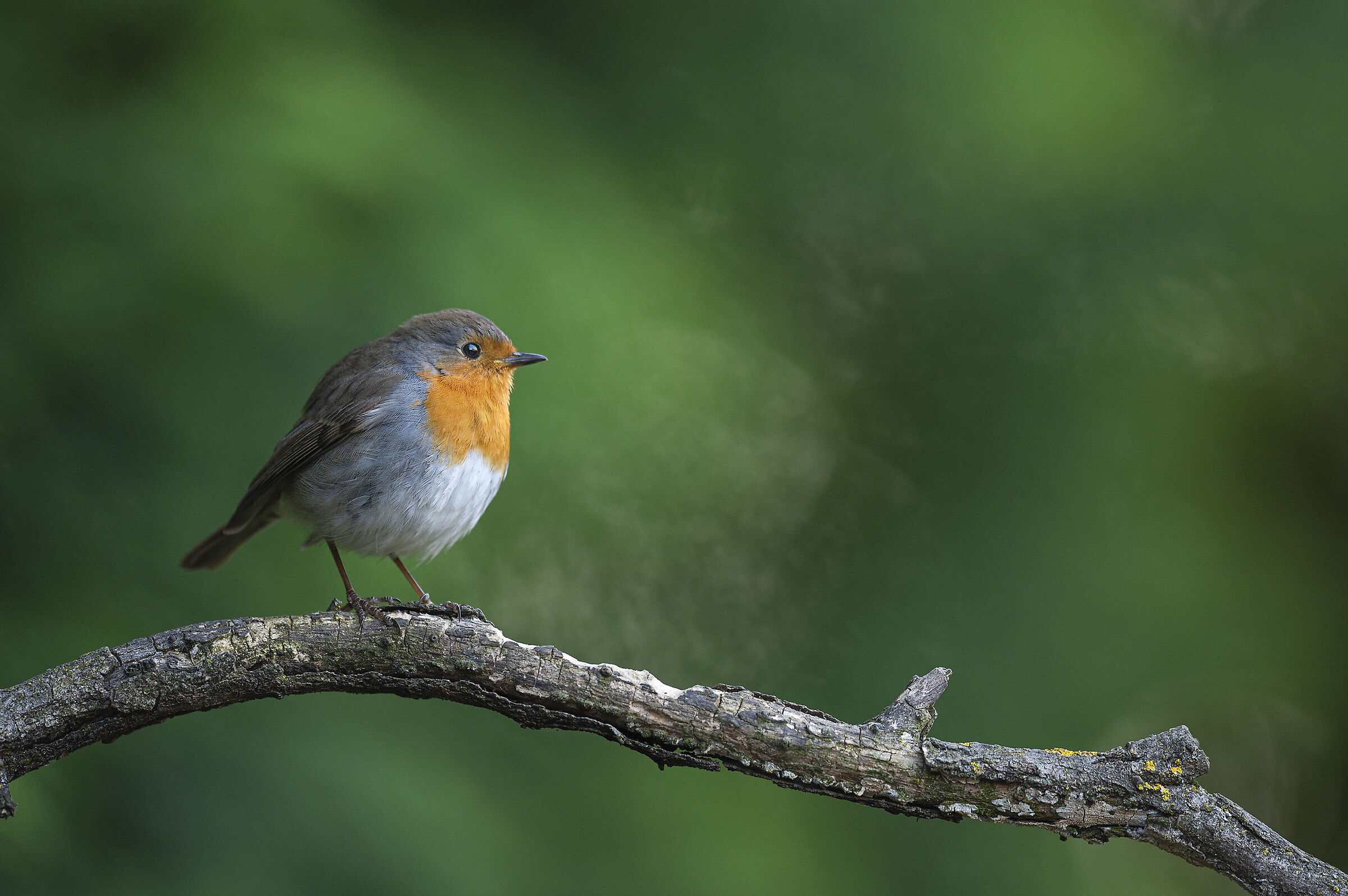 Profumo di primavera...