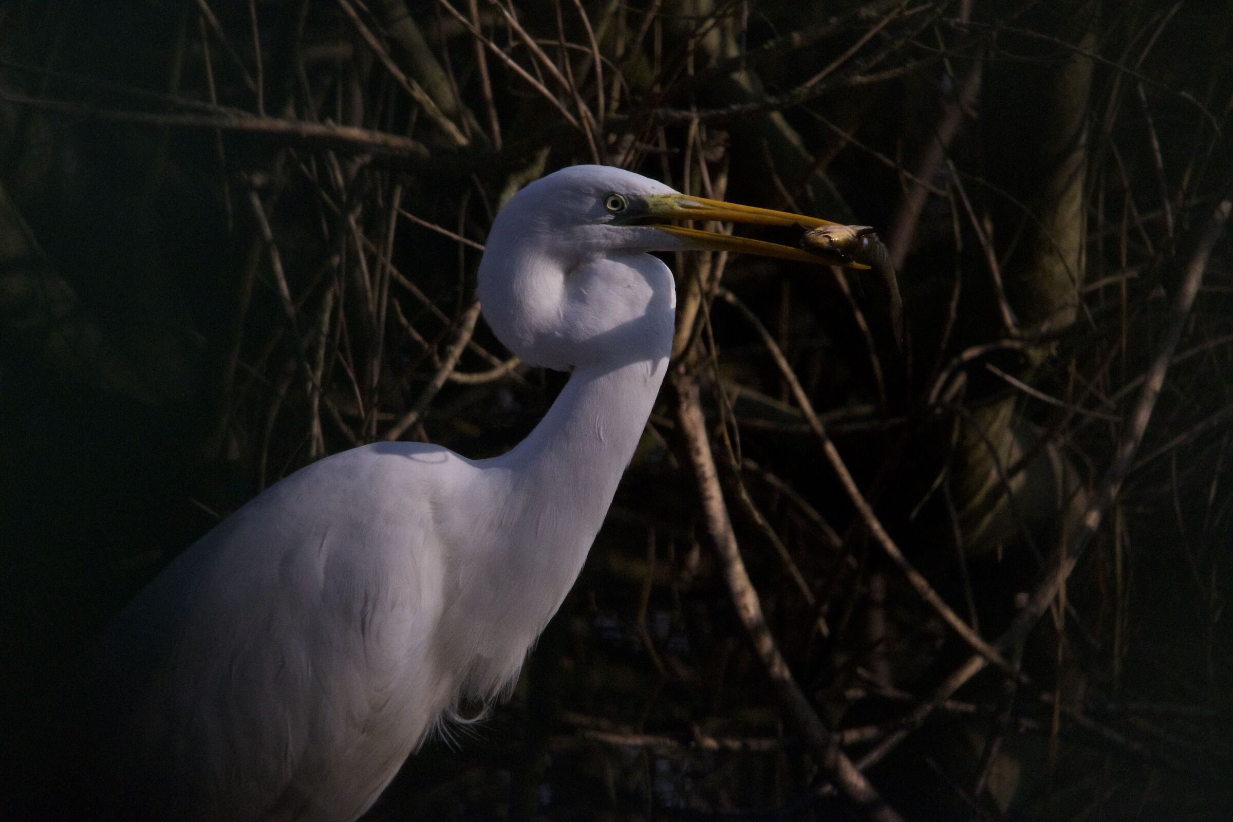 Major Heron