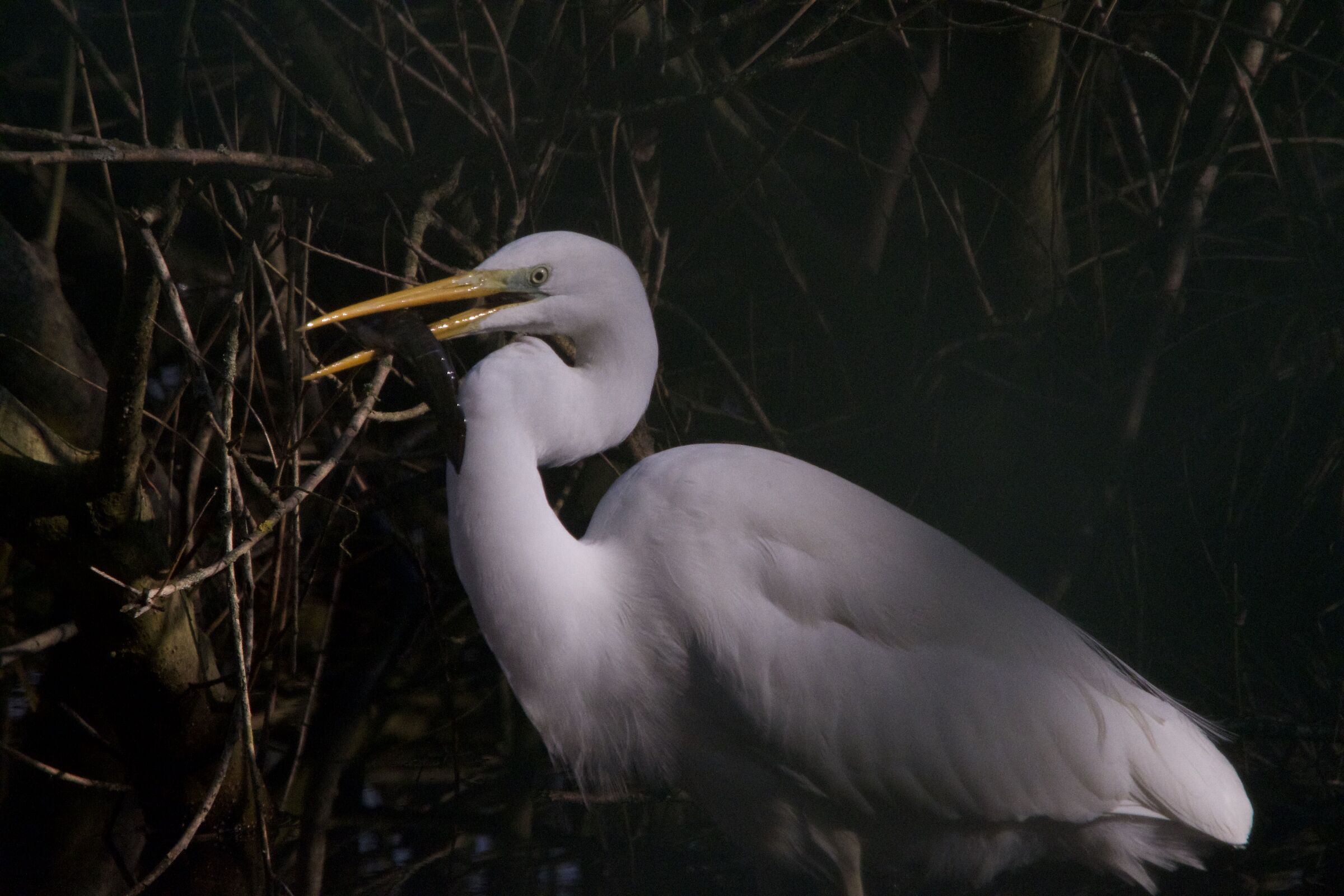 Major Heron