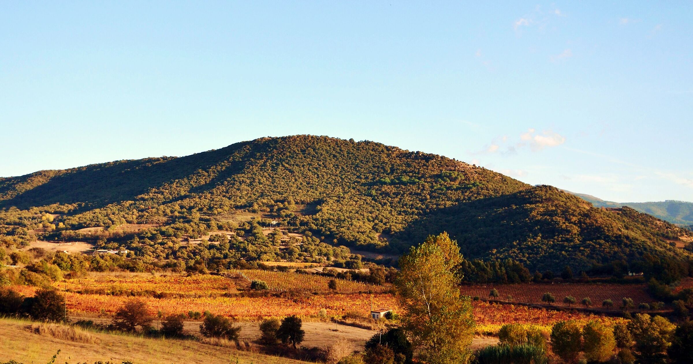 A sea.. of vineyards